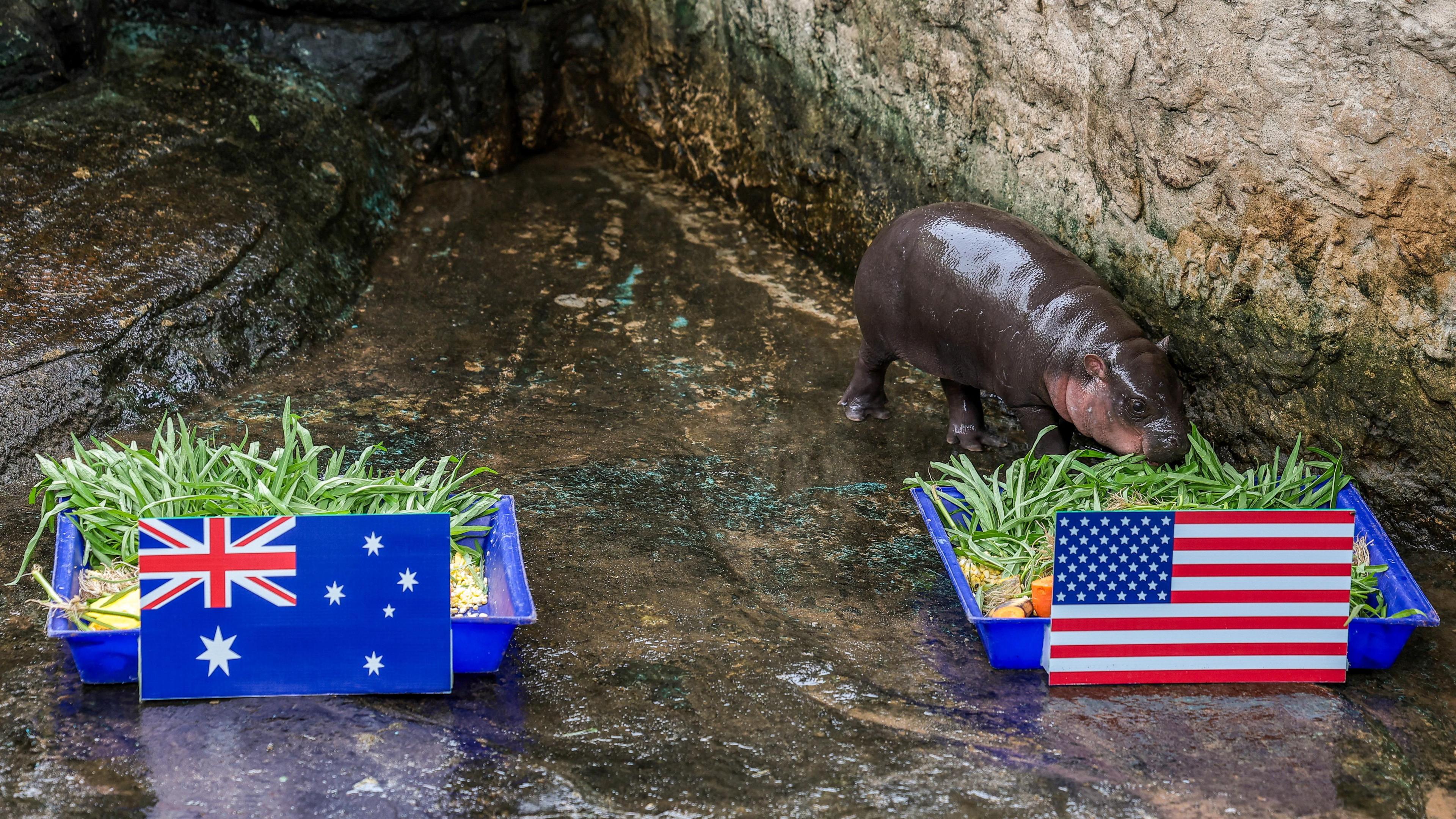 Female pygmy hippo, eats food from a tray marked with a U.S. flag, a tray with fruit and vegetables and the Australia flag is next to her. 