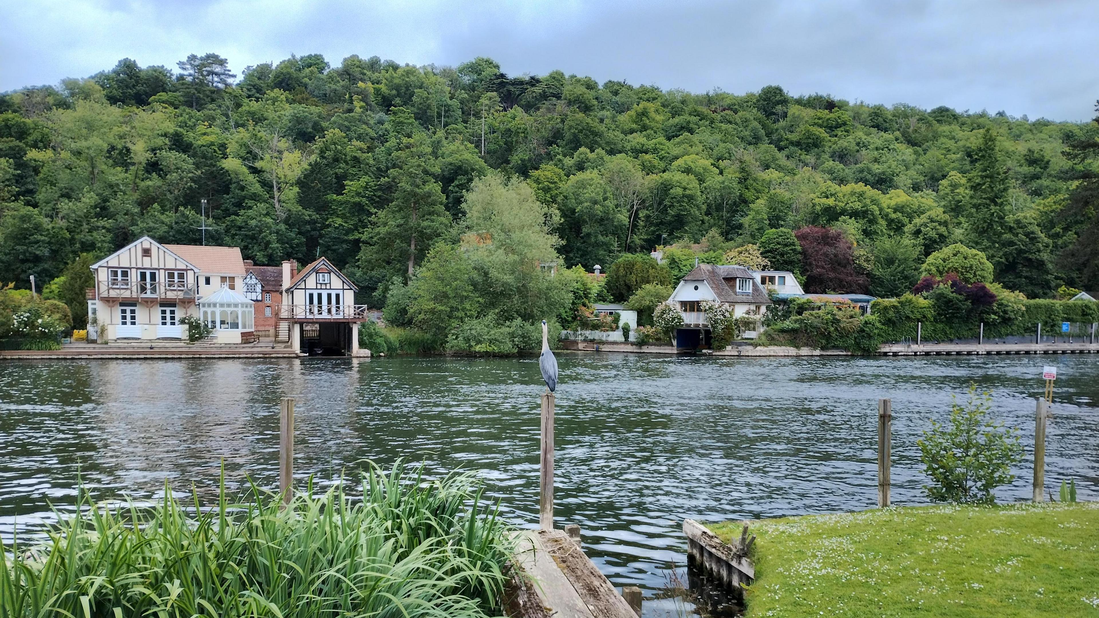 SUNDAY - A heron sits on a pole next to the river with two houses on the opposite bank nestled in the trees