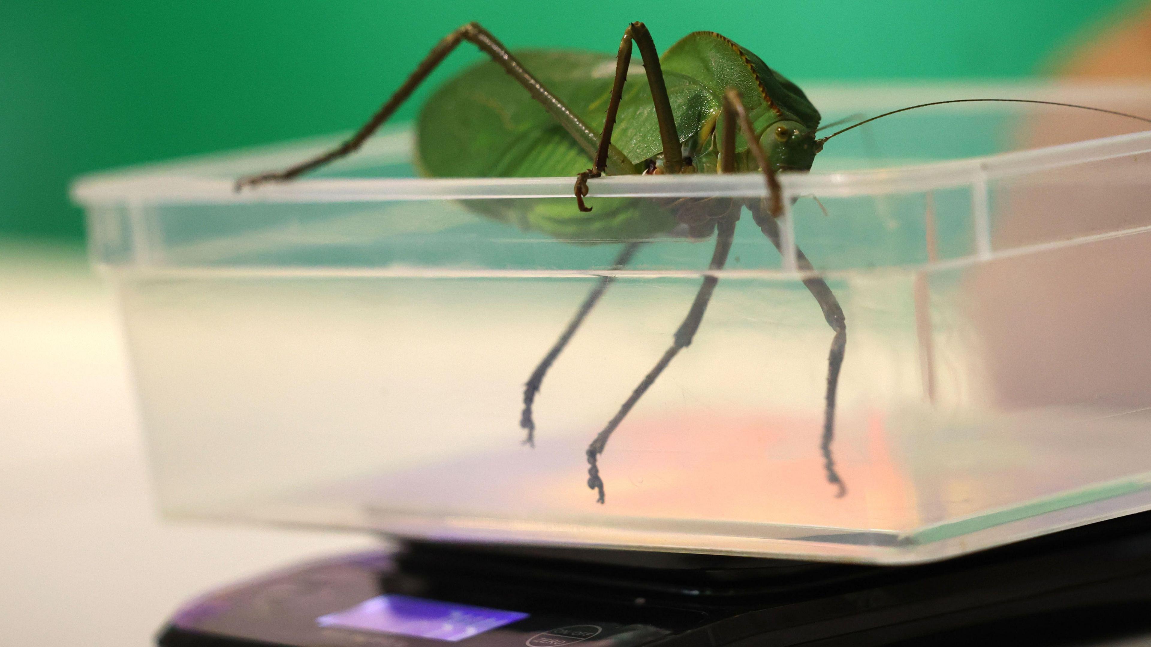 A giant hooded katydid on the scales.