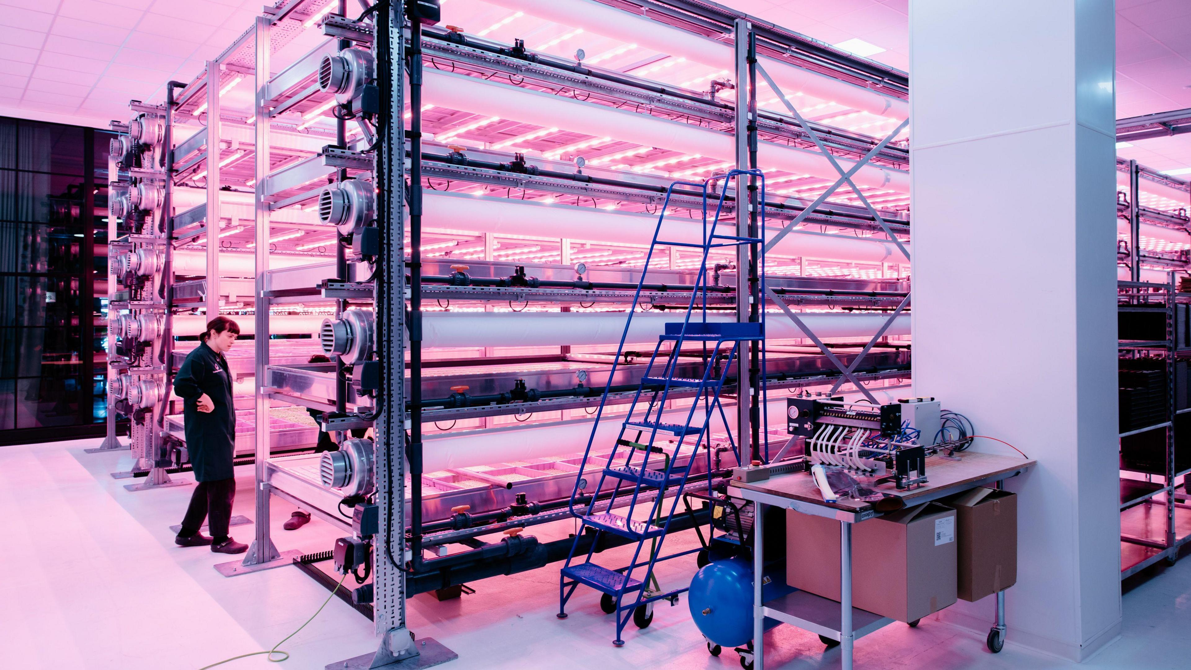 A woman wearing a black lab coat and trousers stands next to rows of plants growing on shelves which are lit by pink light
