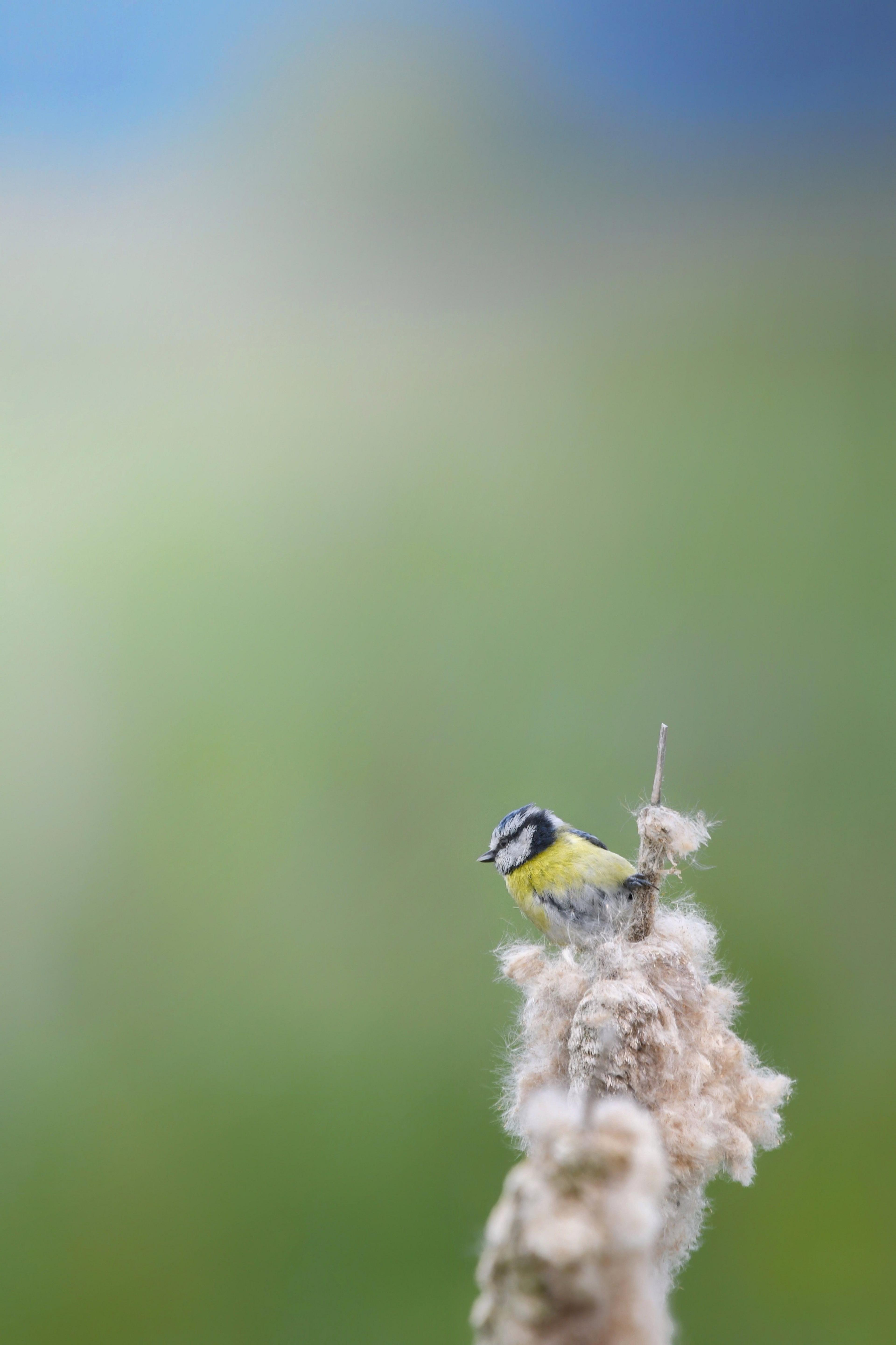 A blue tit, photographed in Lancashire