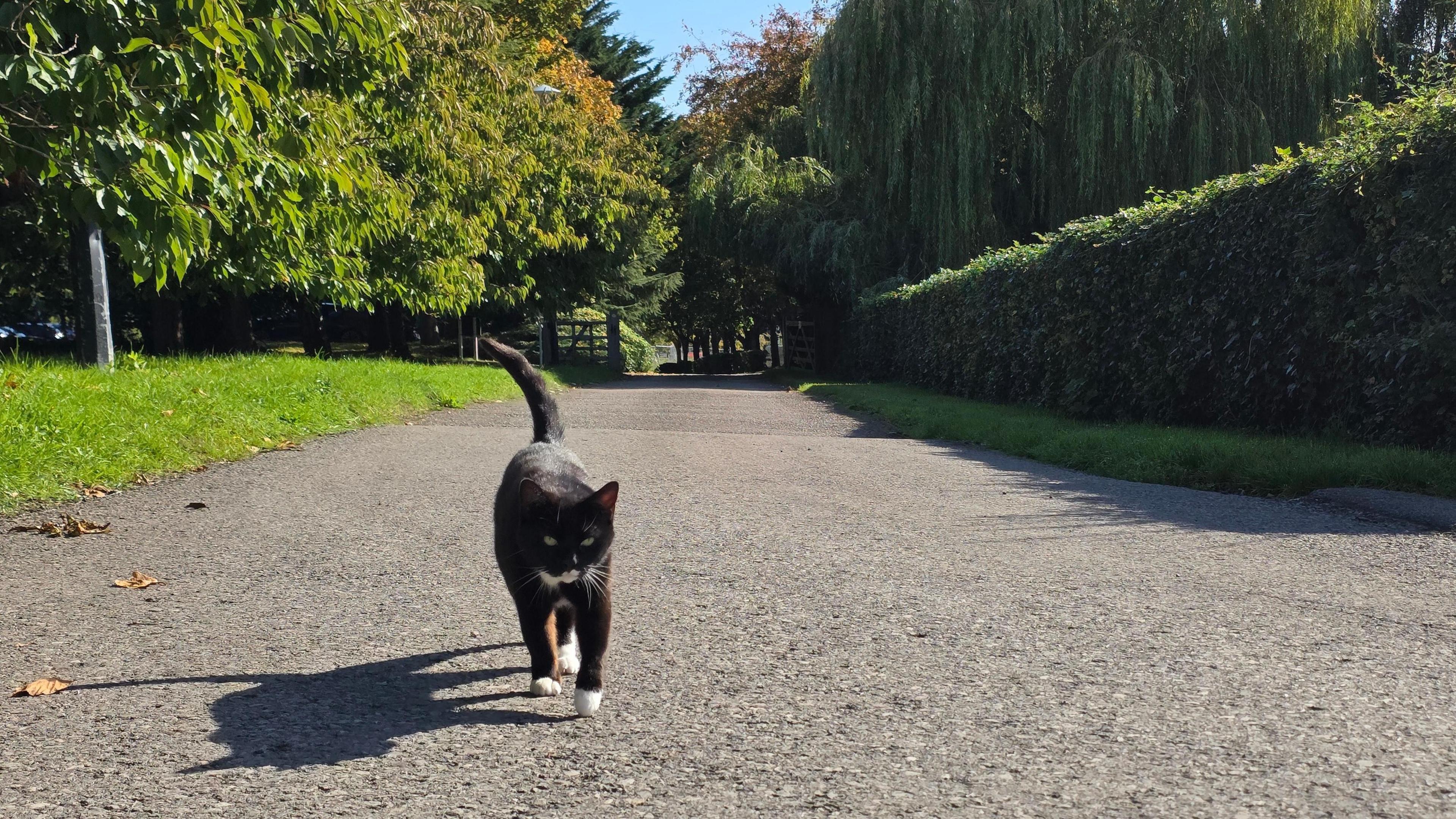A black and white cat slinking towards the camera along a gravel path surrounded by green hedges and trees in the backgound.
