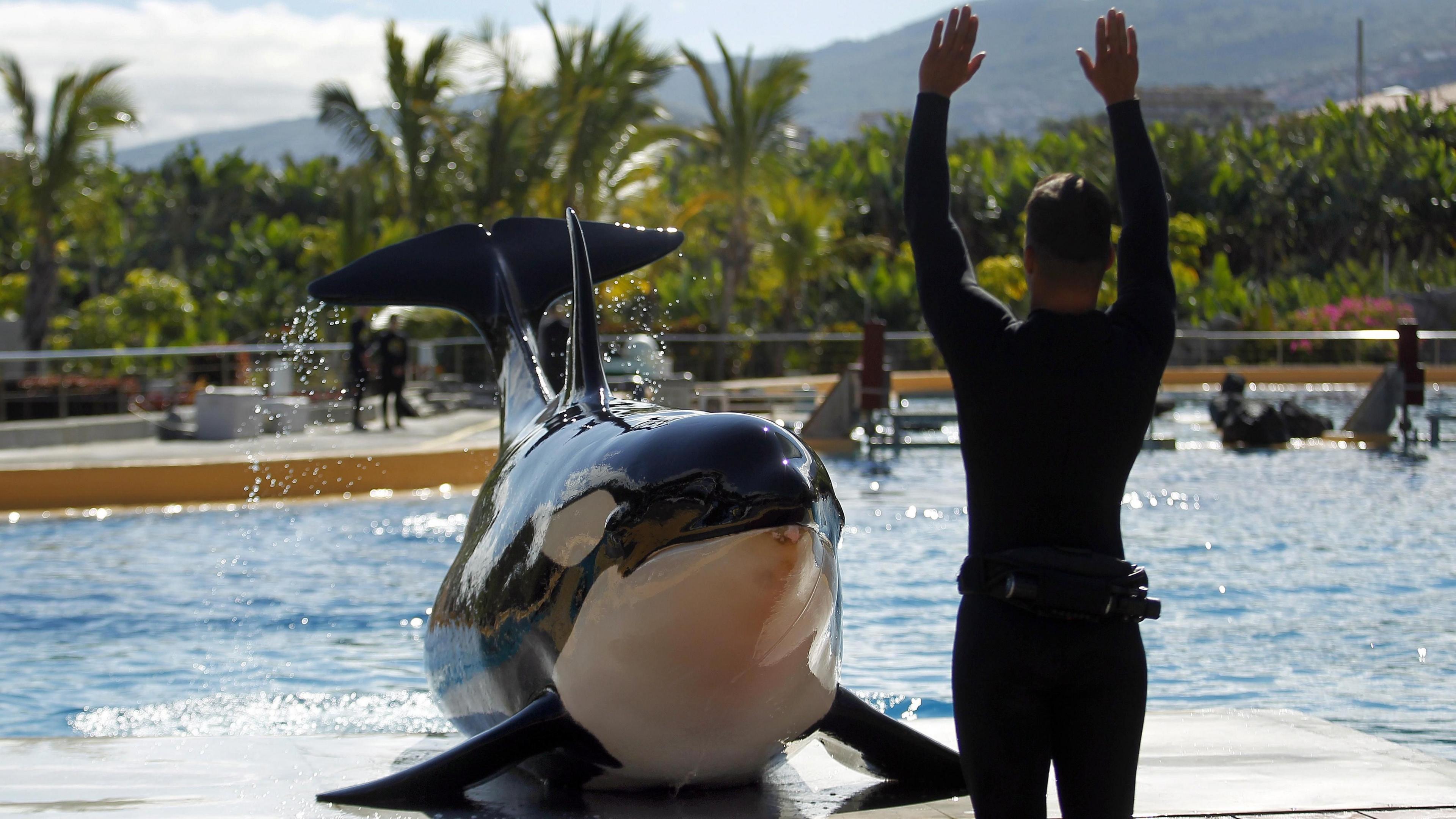 Morgan, the only female orca at Loro Parque, lies on a platform as her trainer stands in front of her with hands raised in the air. The water of her enclosure can be seen behind her and beyond that the tree covered hills of Tenerife. 