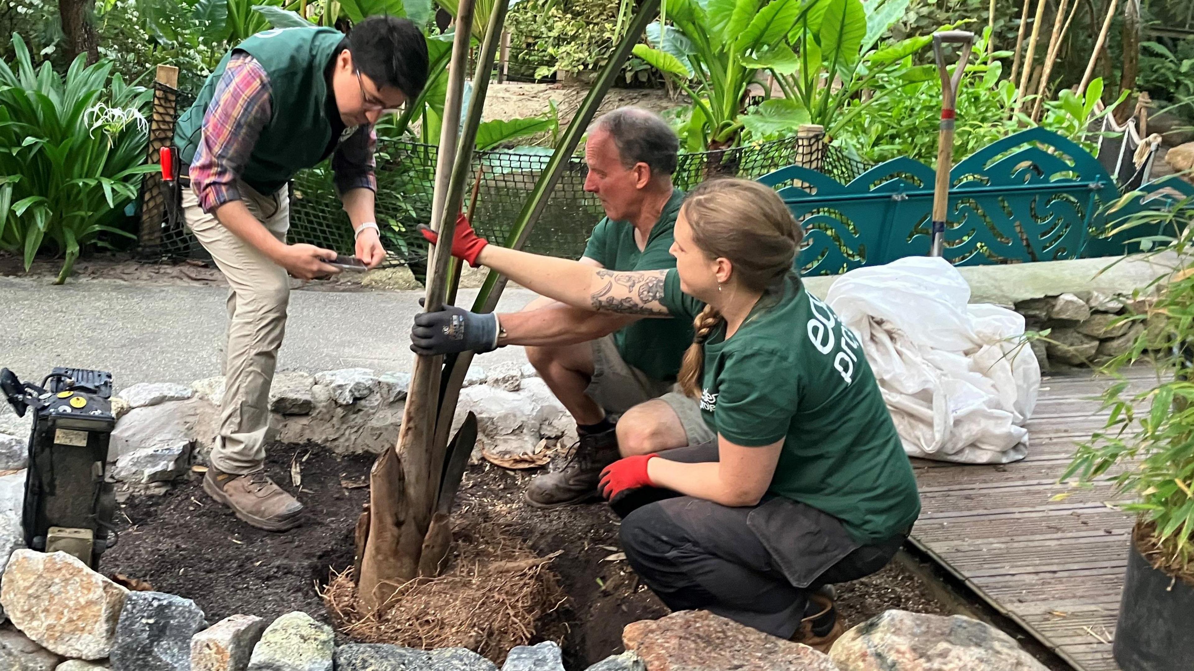 Horticulturist taking a picture of the palm in place in the ground with two other horticulturists holding onto the palm