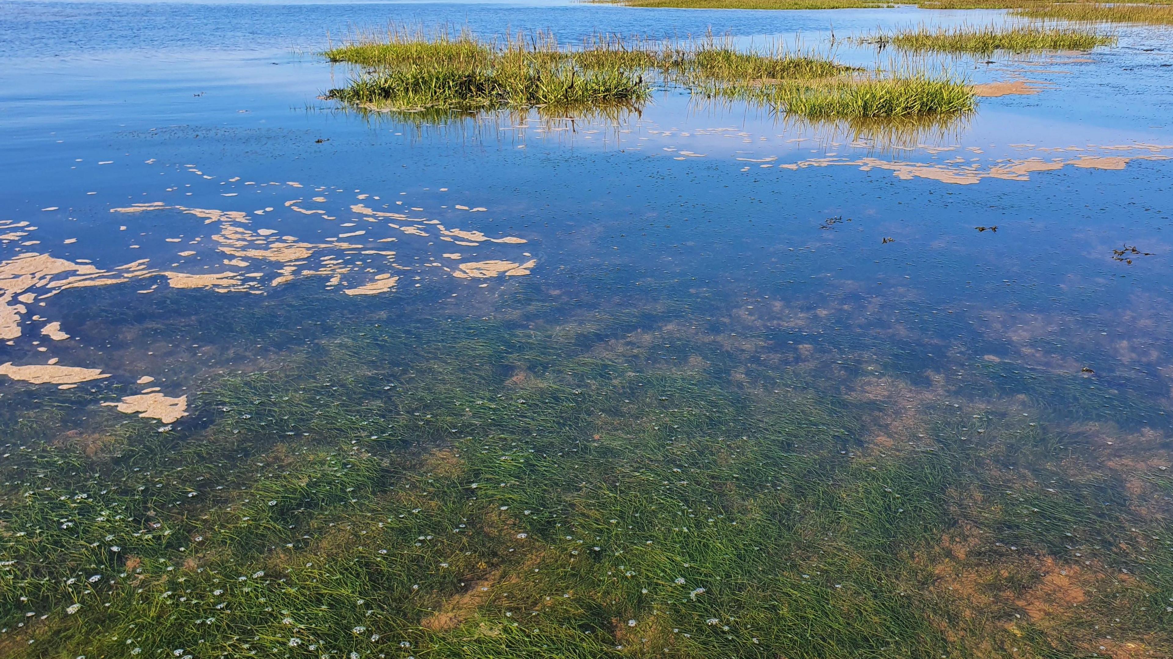 Stretch of water with seagrass growing both below and above the surface