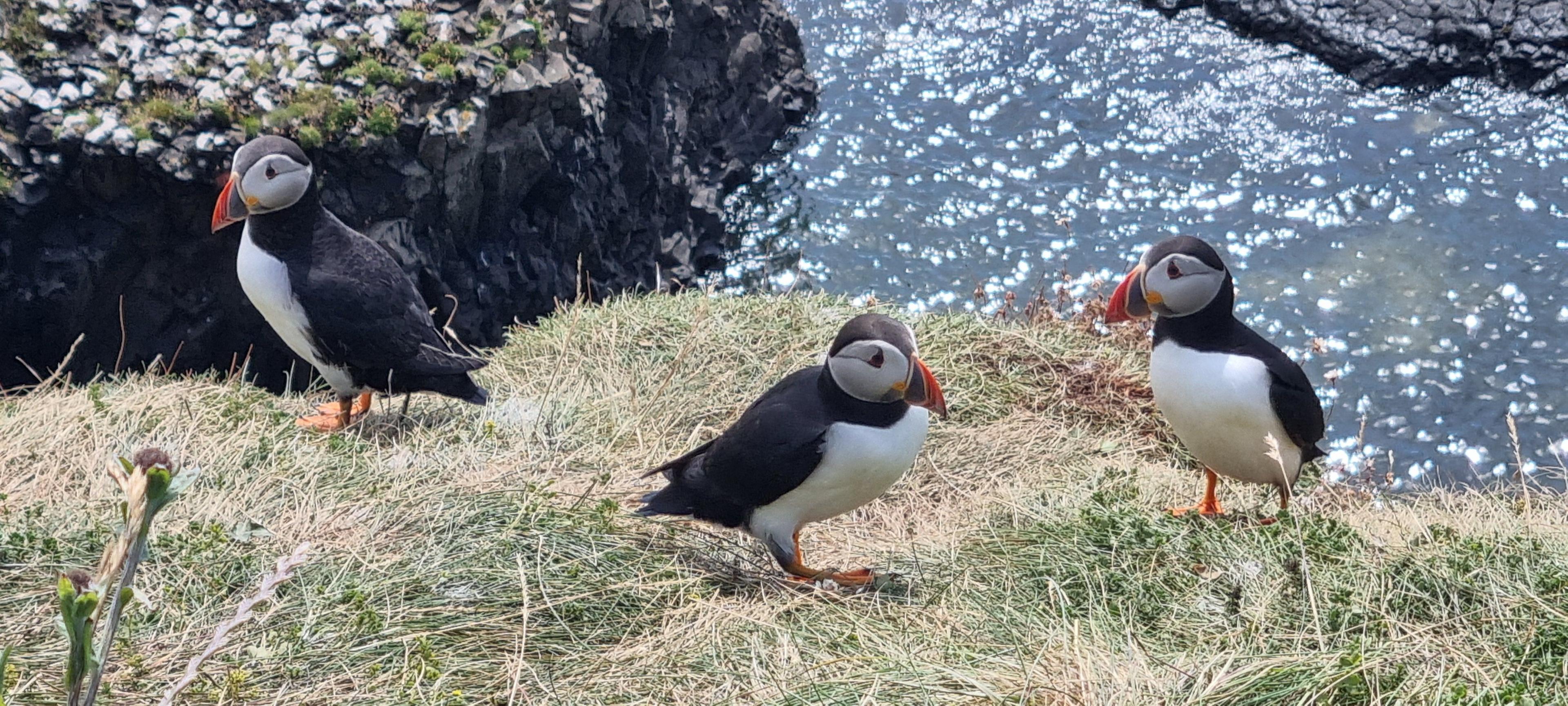 Three puffin's standing on a grass covered cliff overlooking sparkling blue waters