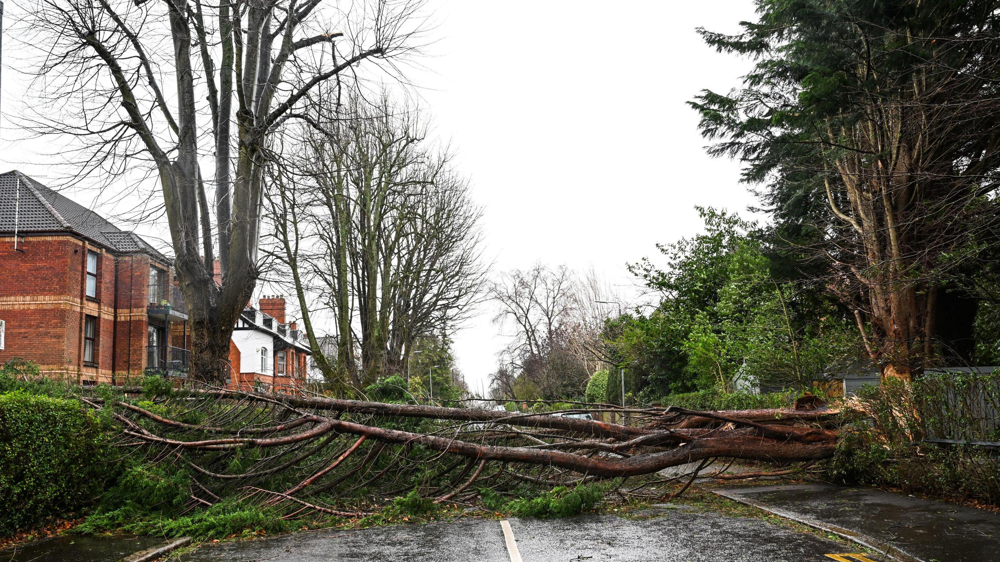 A fallen tree blown over in the wind during storm Eowyn in Belfast, Northern Ireland.