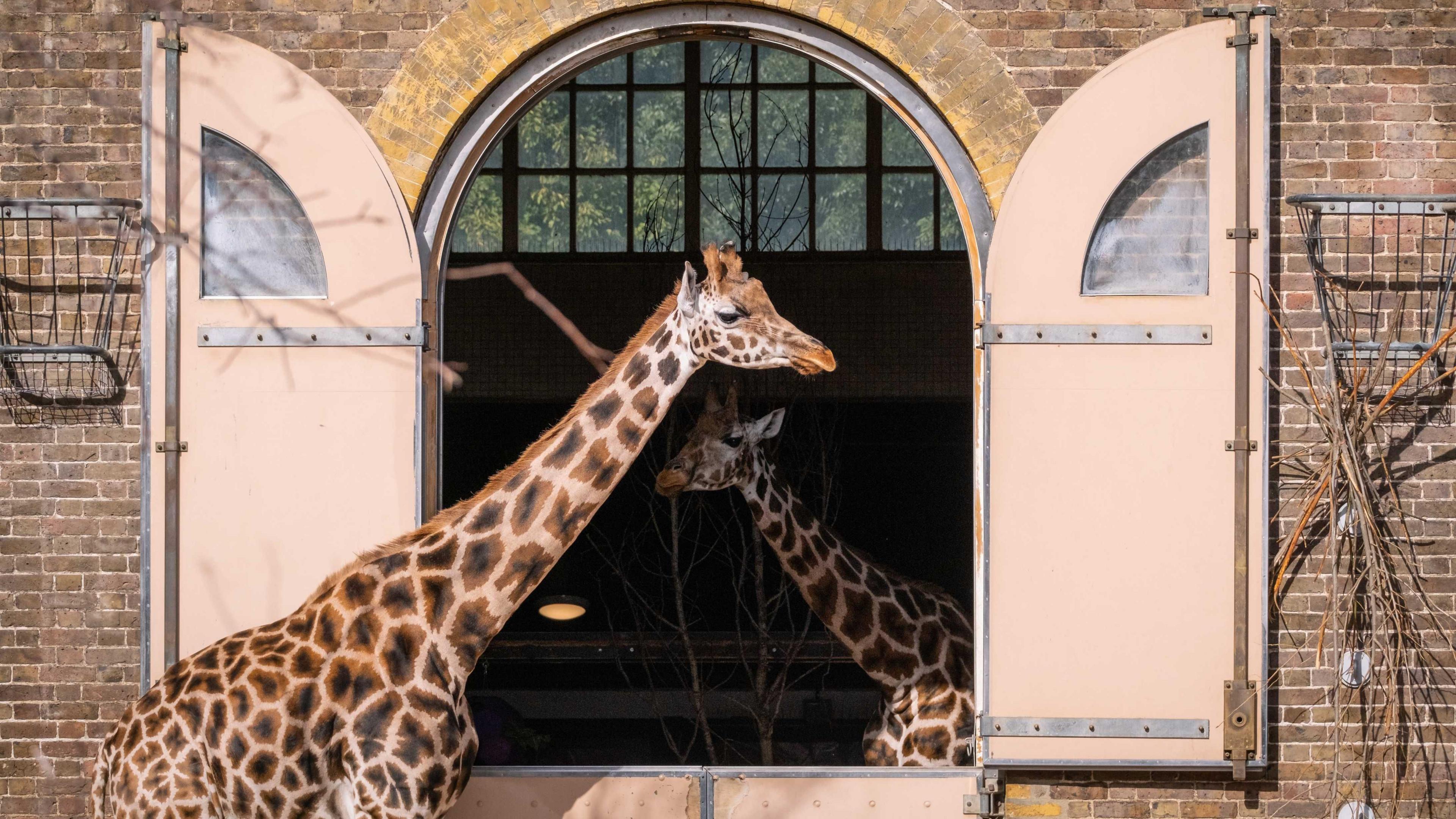 A digital image of two giraffes, one in front of and one inside their building at the zoo.
