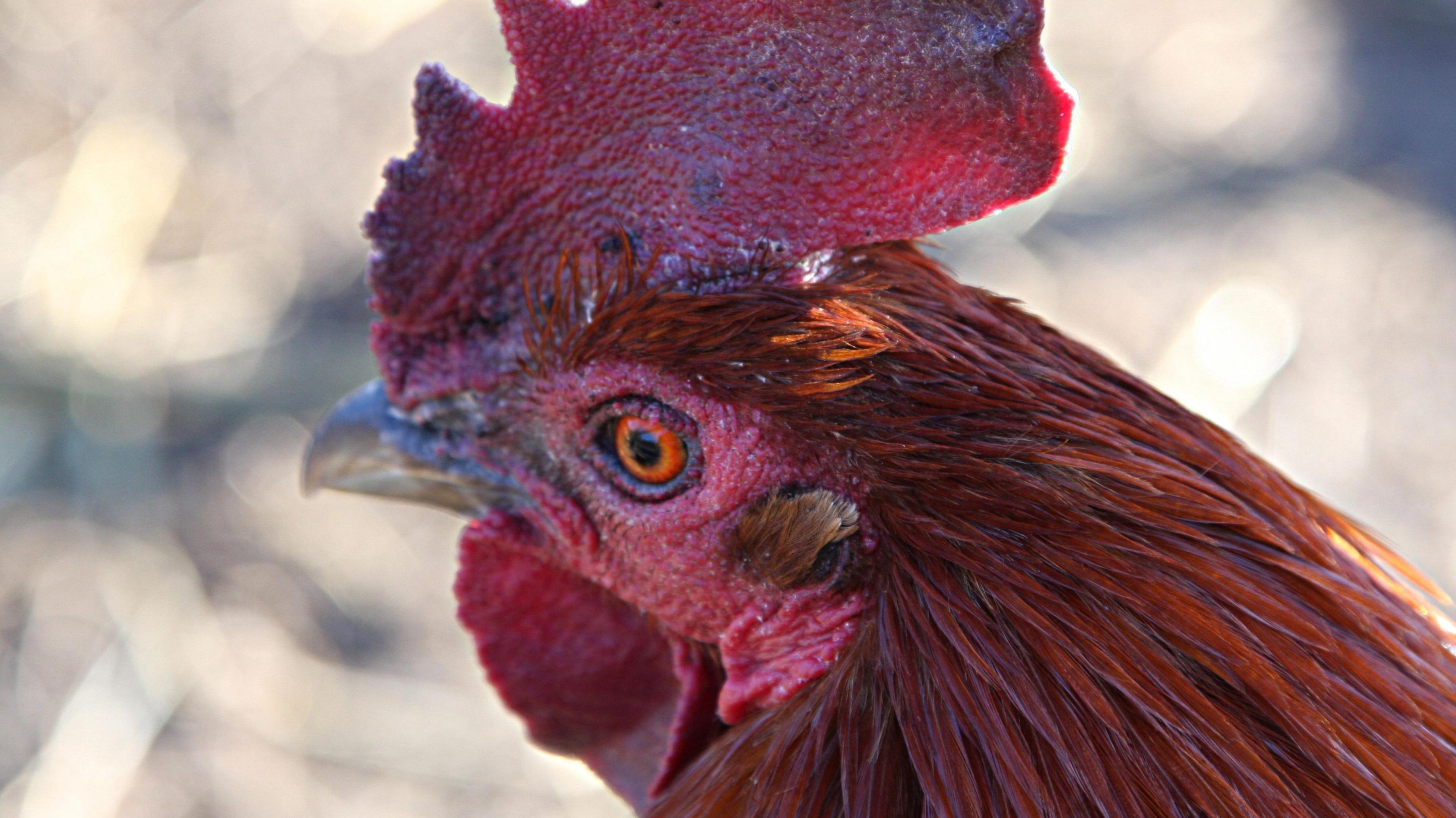 We can see the face of a chicken. It has reddish feathers and a red crest on its head.