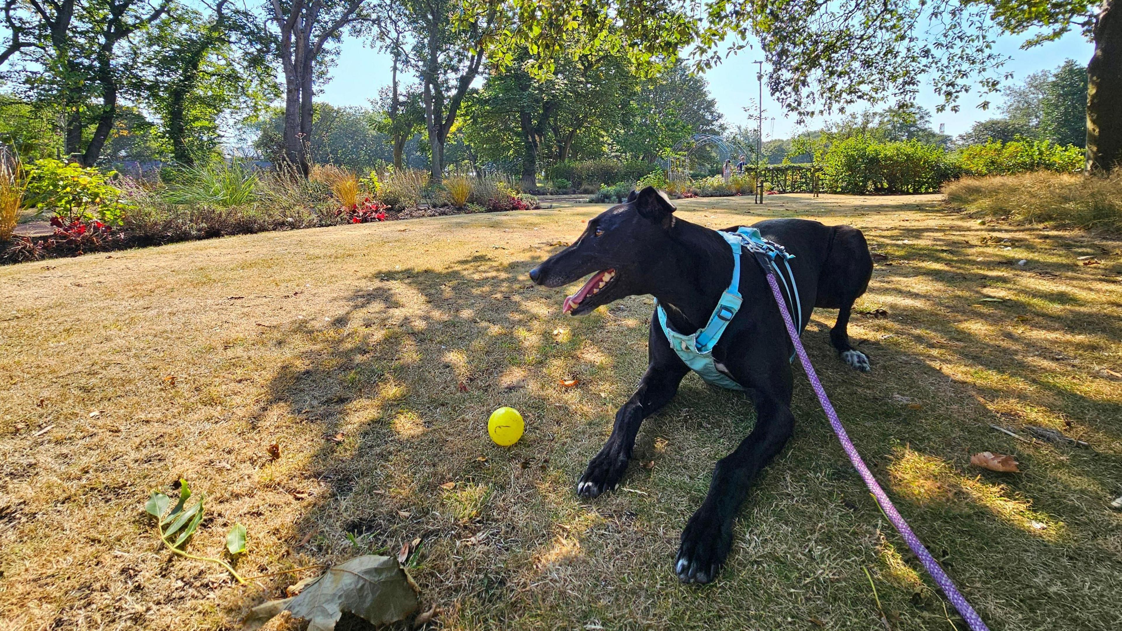 A black dog lounges in a sunny park with the shadows of tree branches covering it. It is on a lead and has its tongue out.