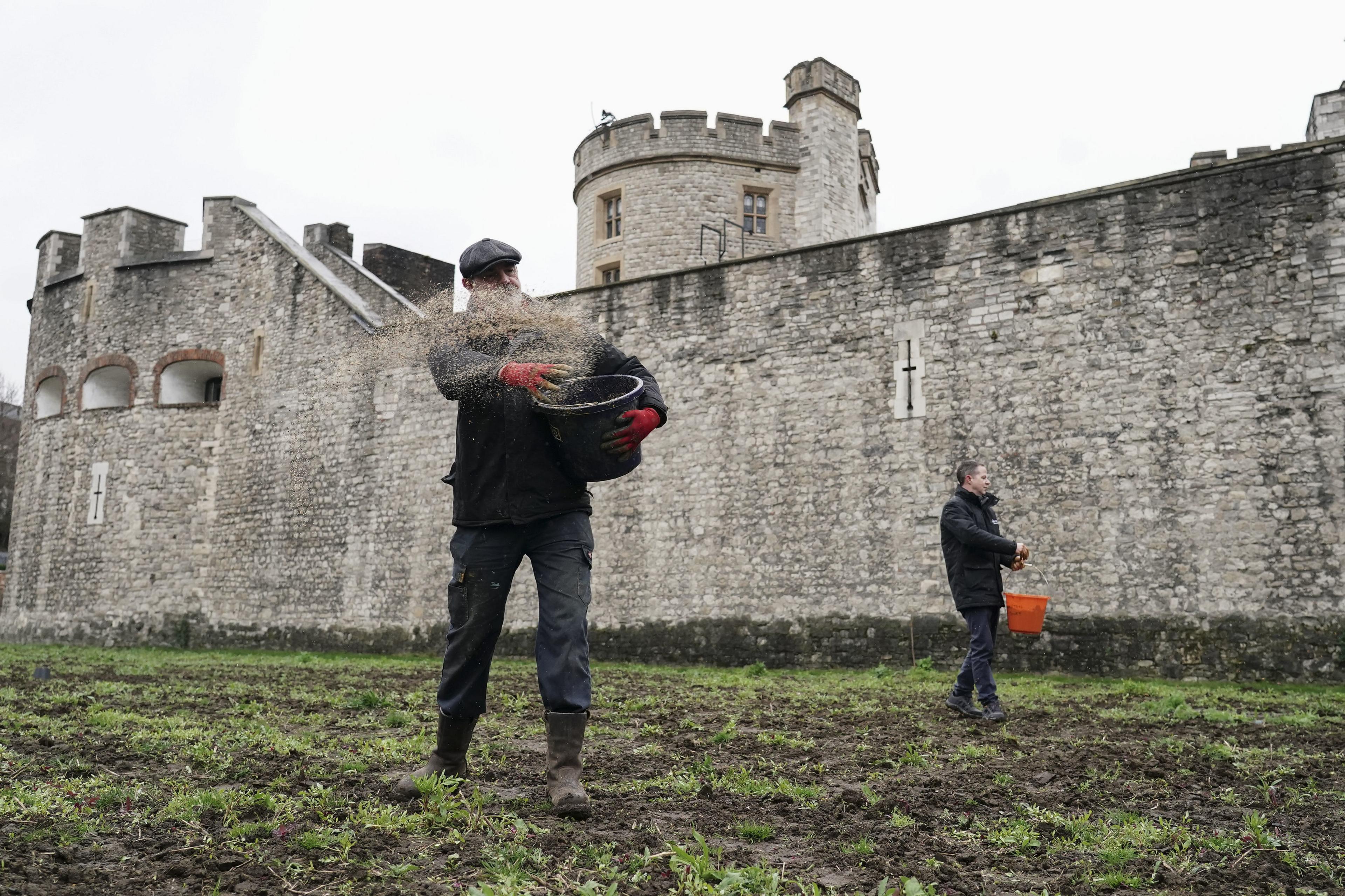 A man holding a bucket throws seeds onto the ground as work continues to prepare the moat in bloom of the Tower of London 