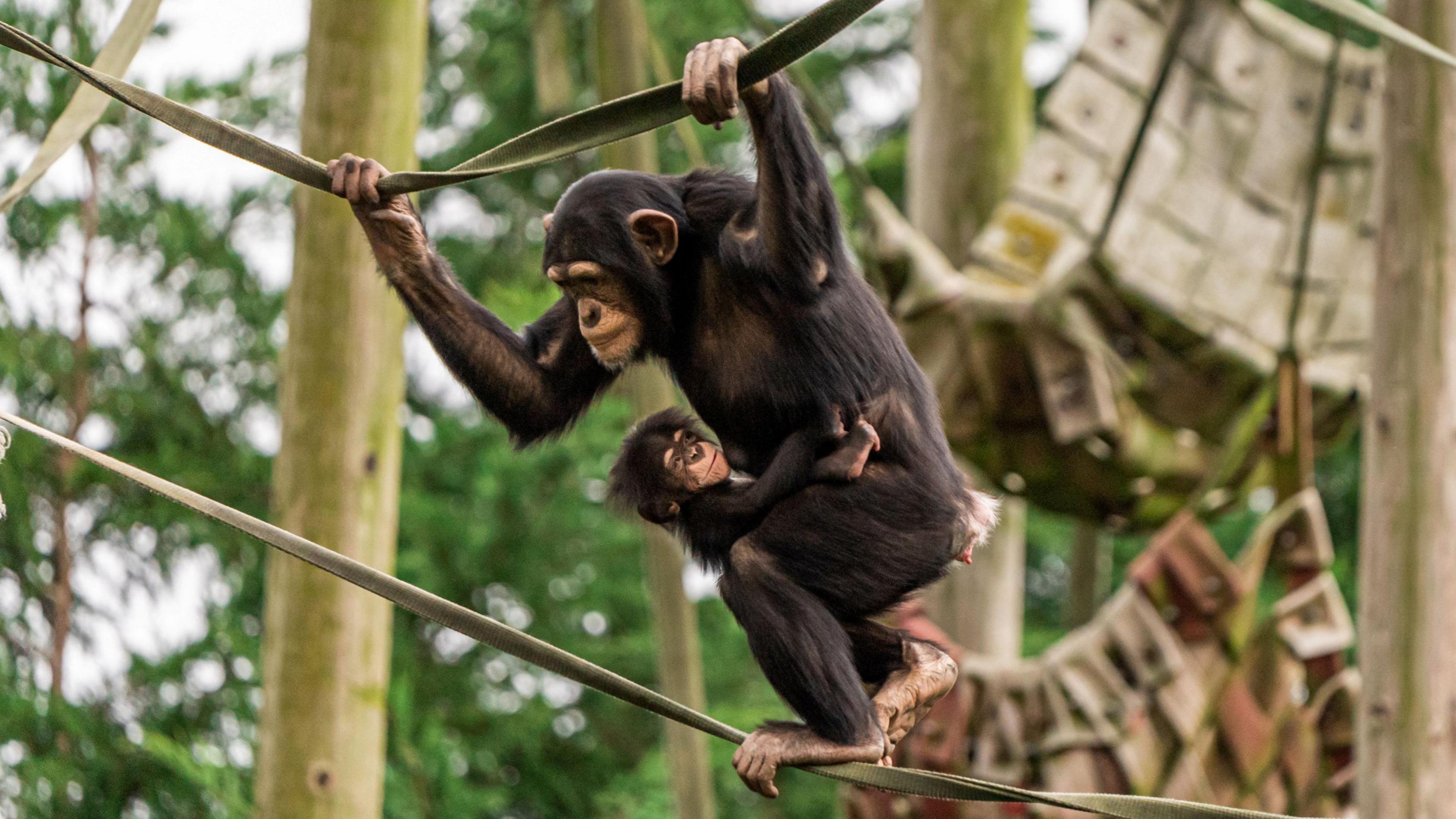 A baby chimp hangs from another chimp's stomach as they traverse two ropes pulled across an enclosure at Chester Zoo,