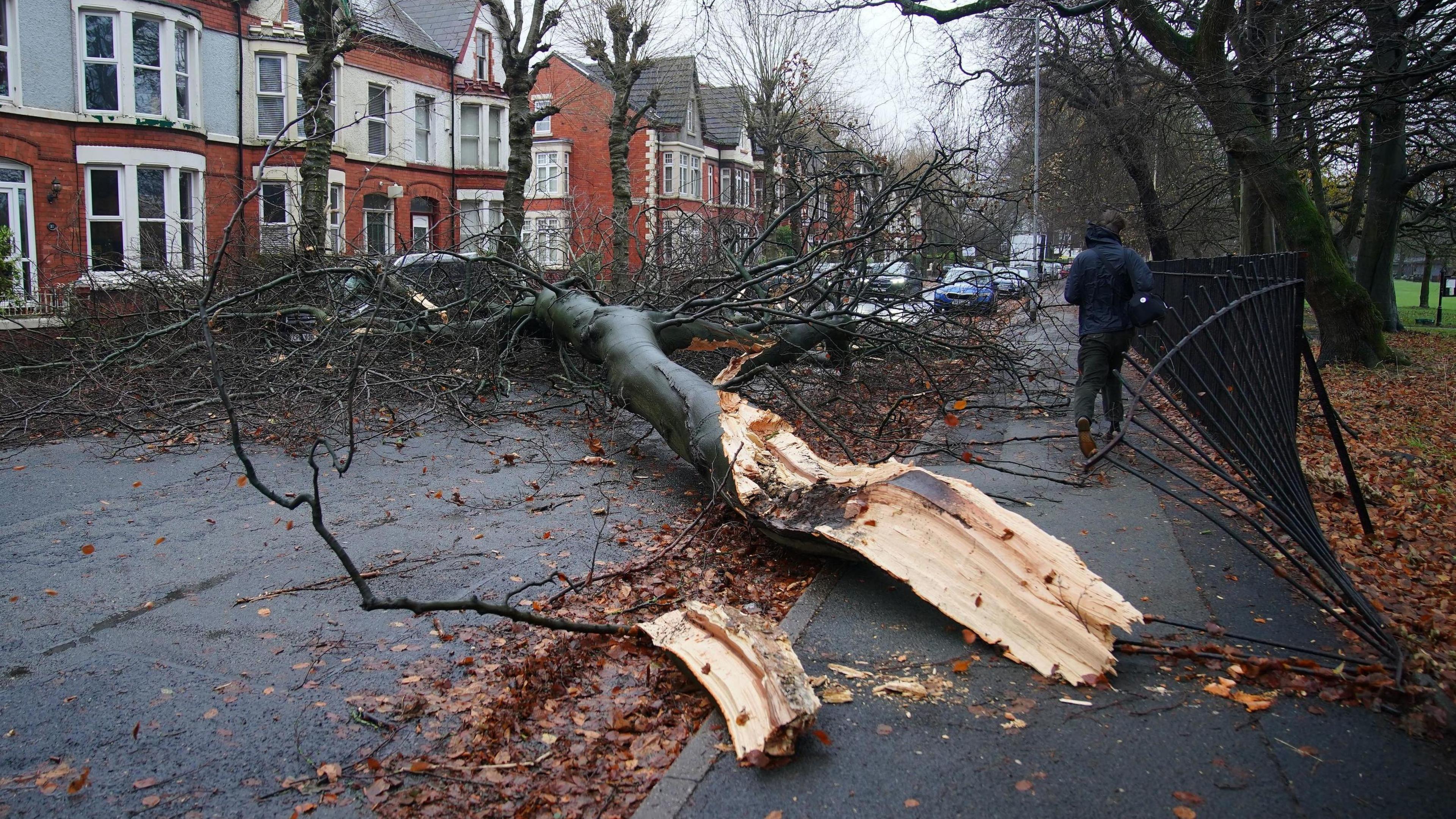 Man walks past bent fence and tree fallen on car