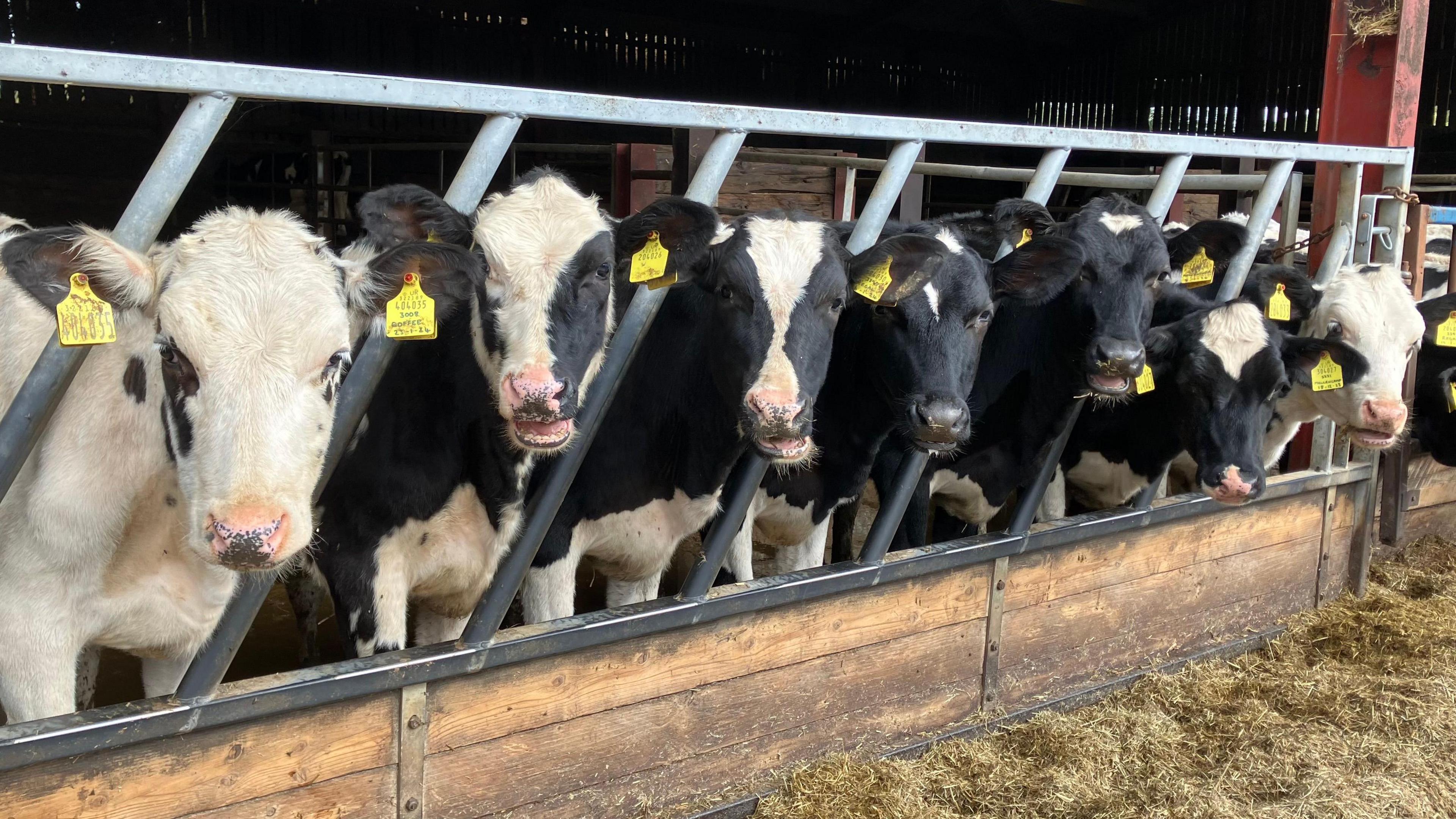 A row of dairy cows in a shed looking at the camera