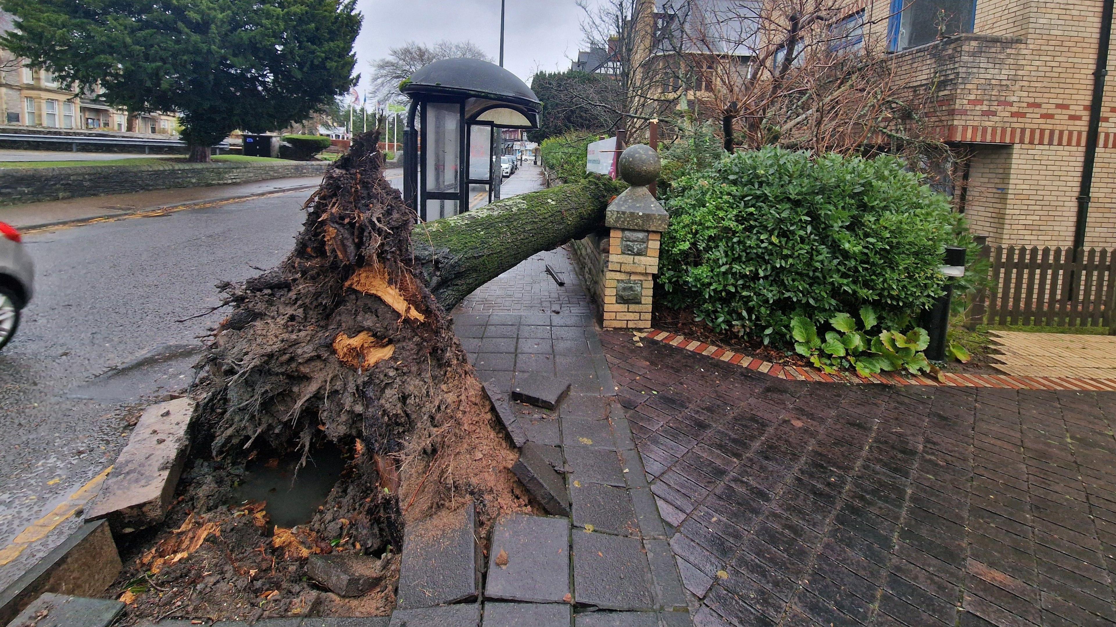 Large tree falls ripping up pavement and collapsing wall