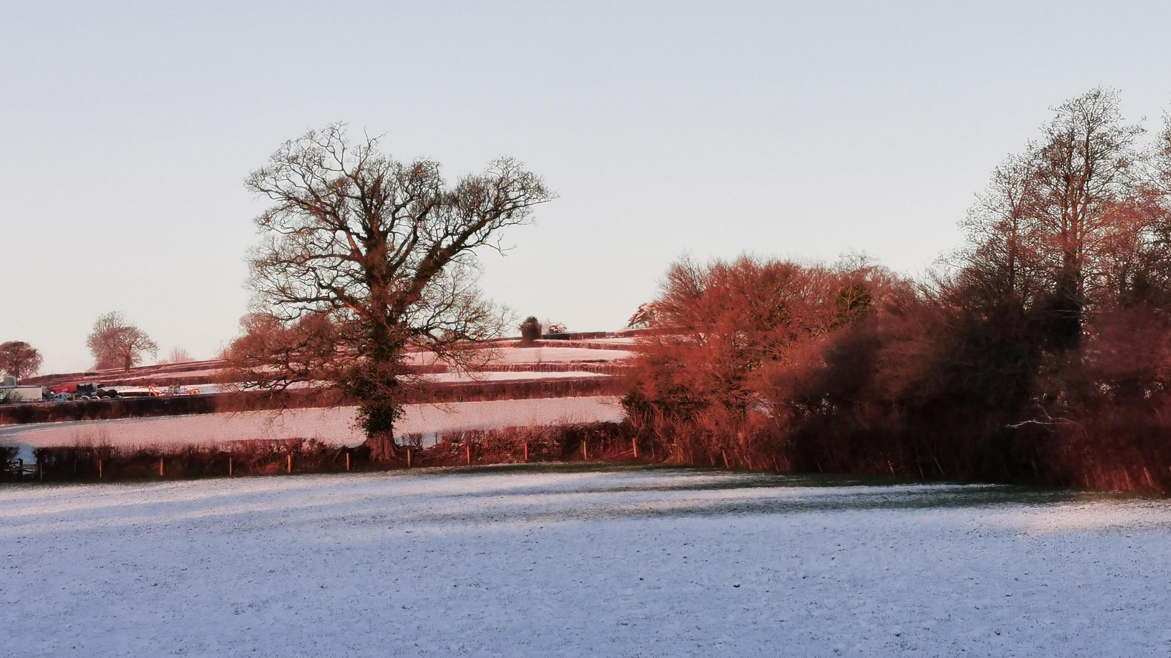 A snowy field in Chard. The sun is coming up pink on to the trees. 