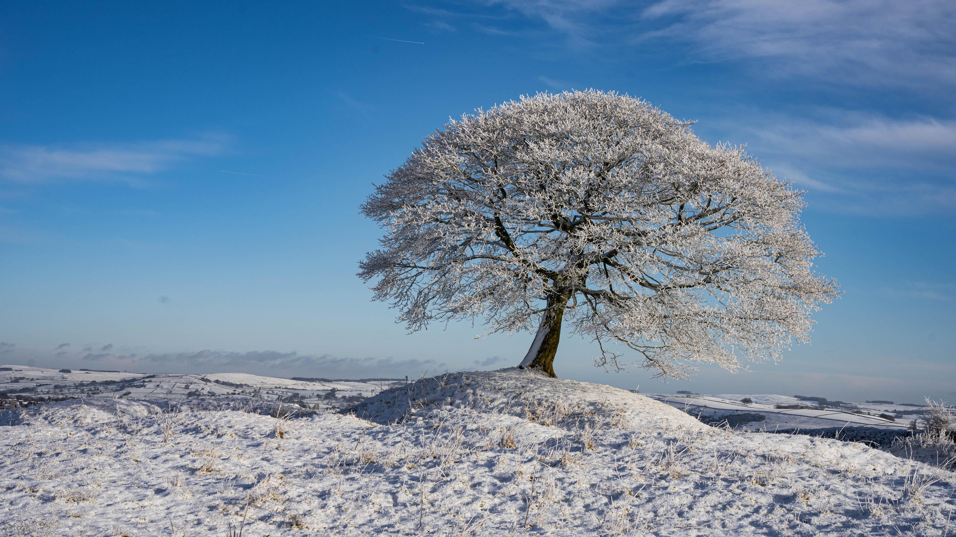 A tree covered in frost and snow standing in the middle of a snowy field under a blue sky.