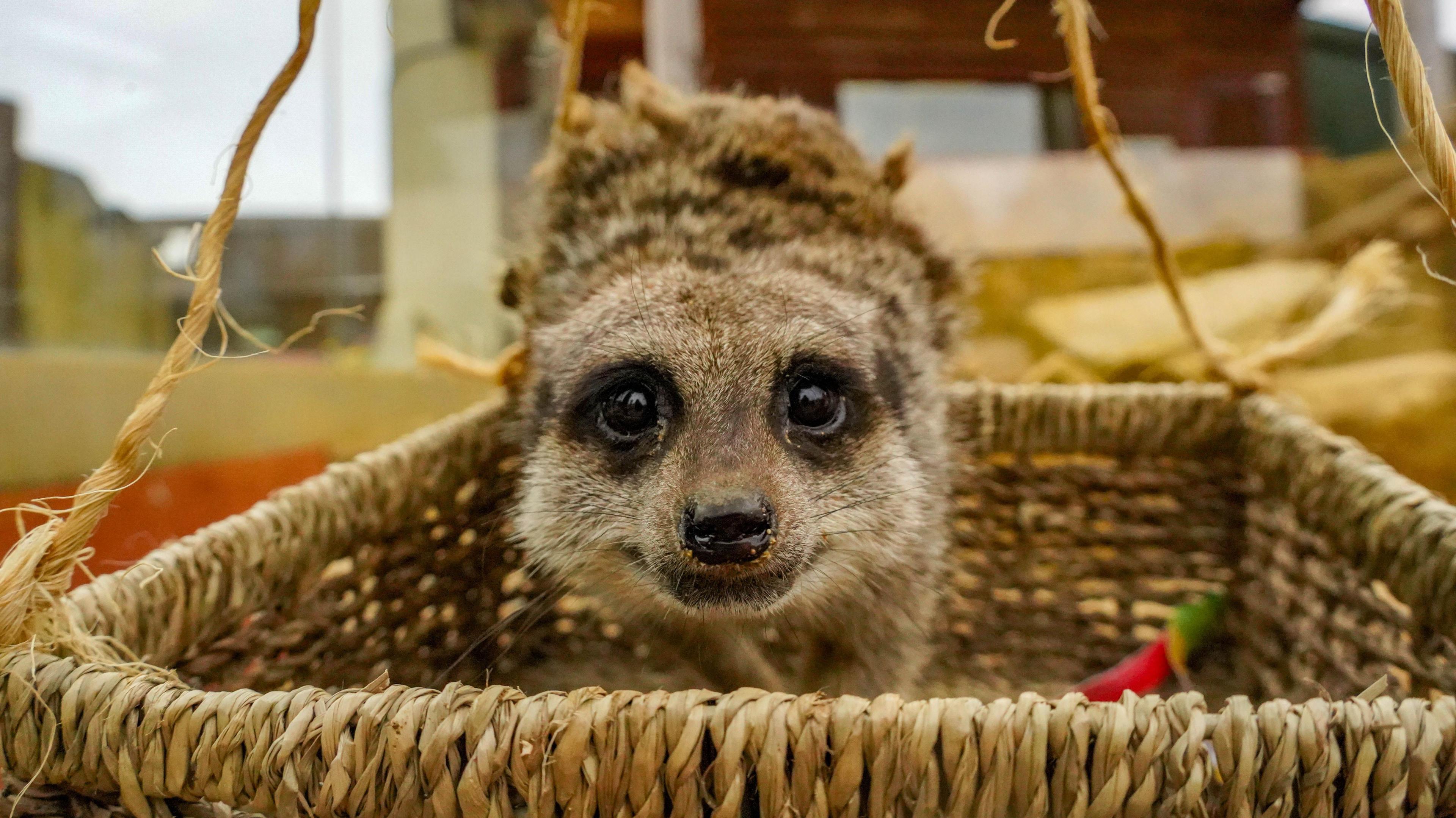 A meerkat looks at the camera with big brown beady eyes. It's standing inside a miniature hot air balloon basket.
