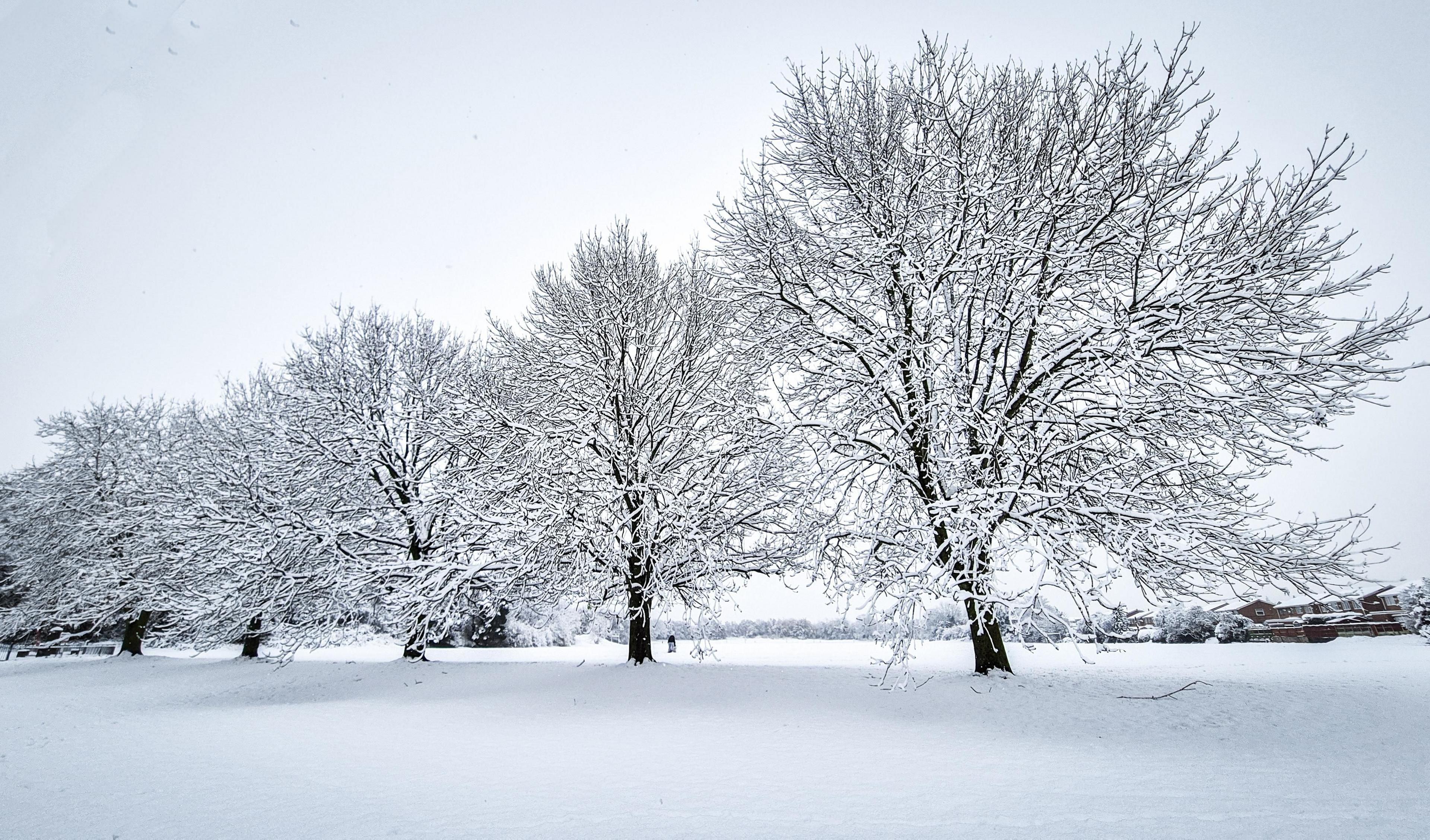 Snow and frost-covered trees in a snowy field