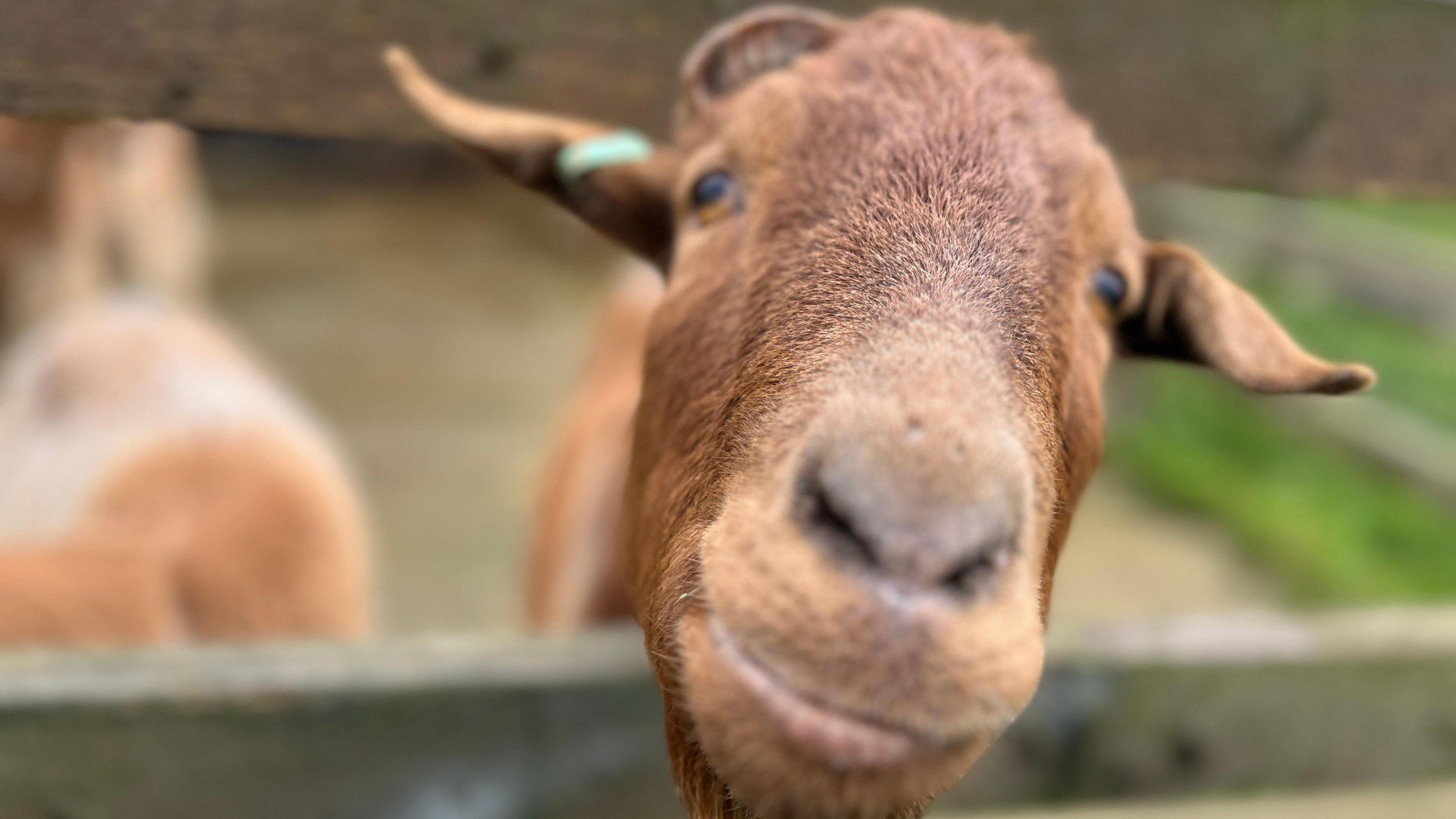 A goat's face, looking over a wooden gate