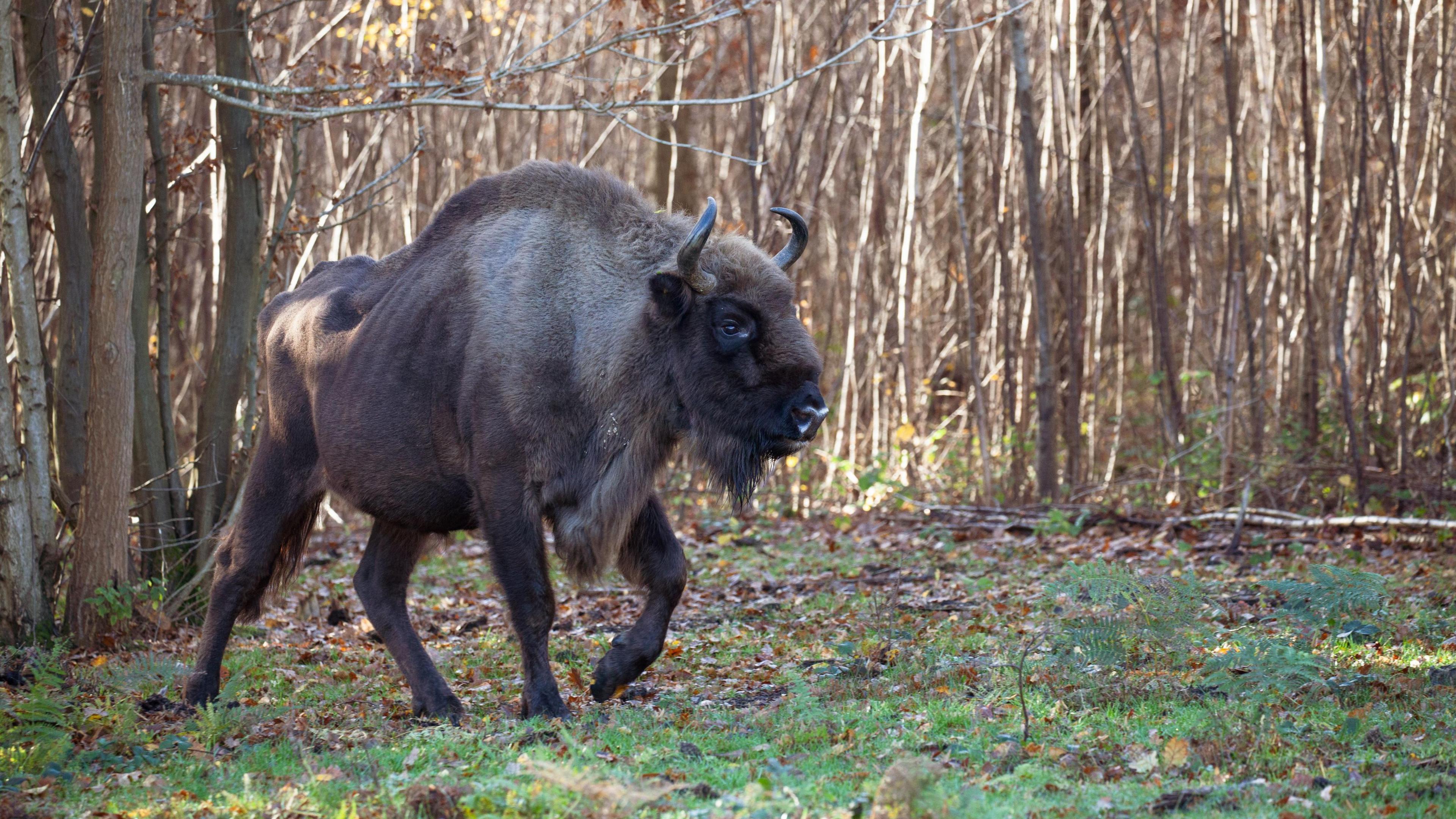 A bison steps elegantly through a sunny woodland.