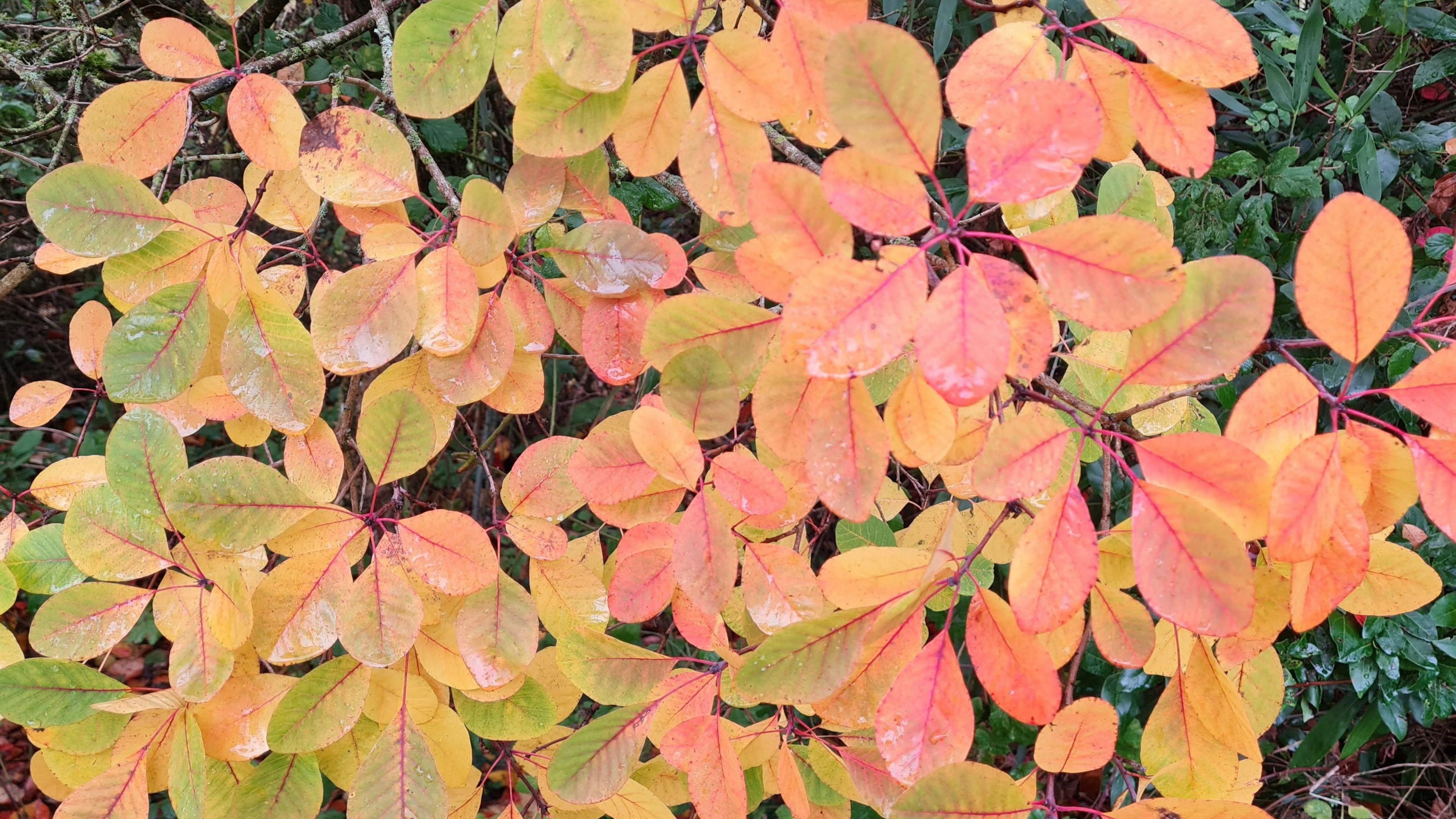 Orange and red leaves against a green hedge.