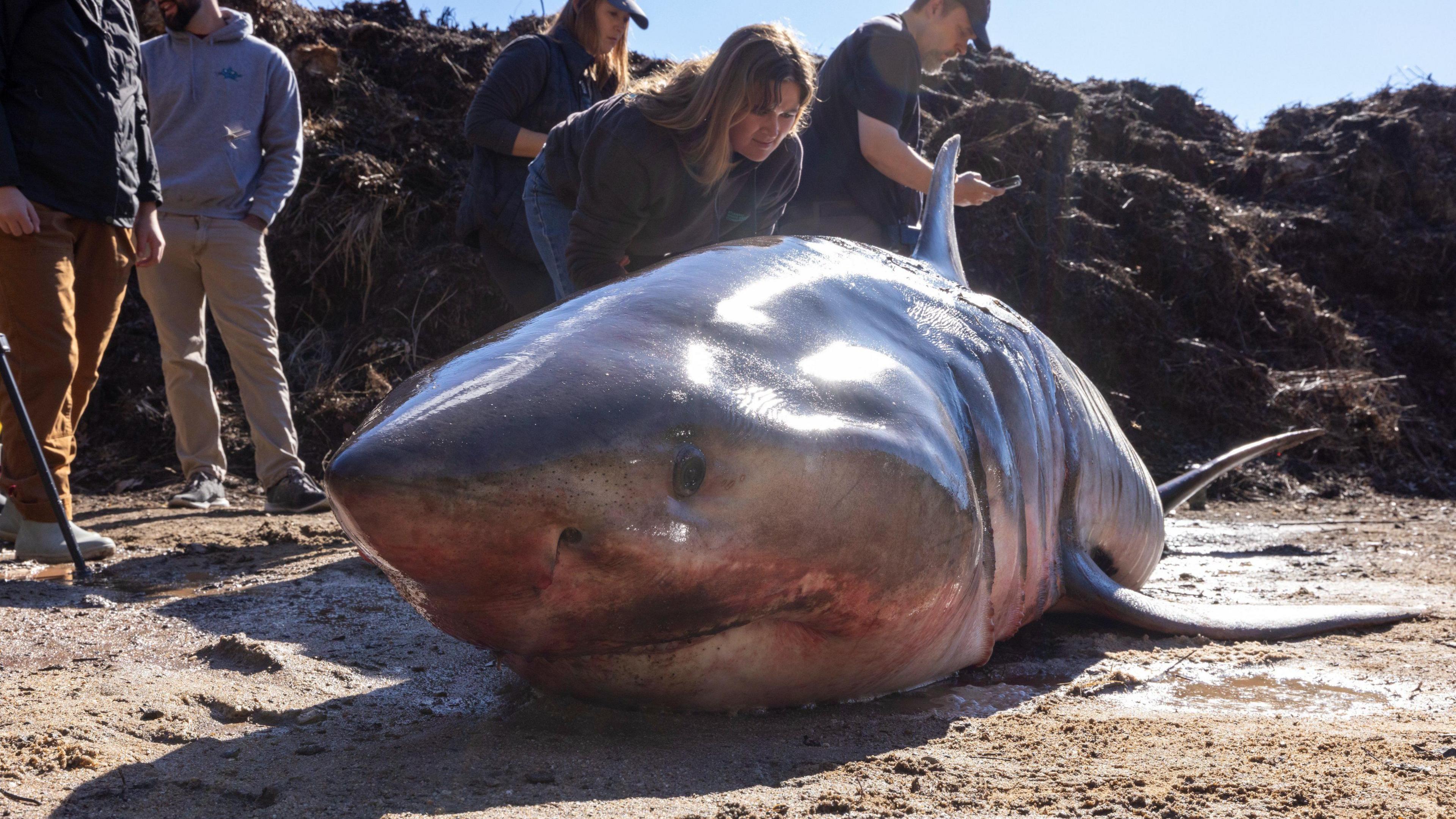 Bloodied dead shark lays on sand as officials look on