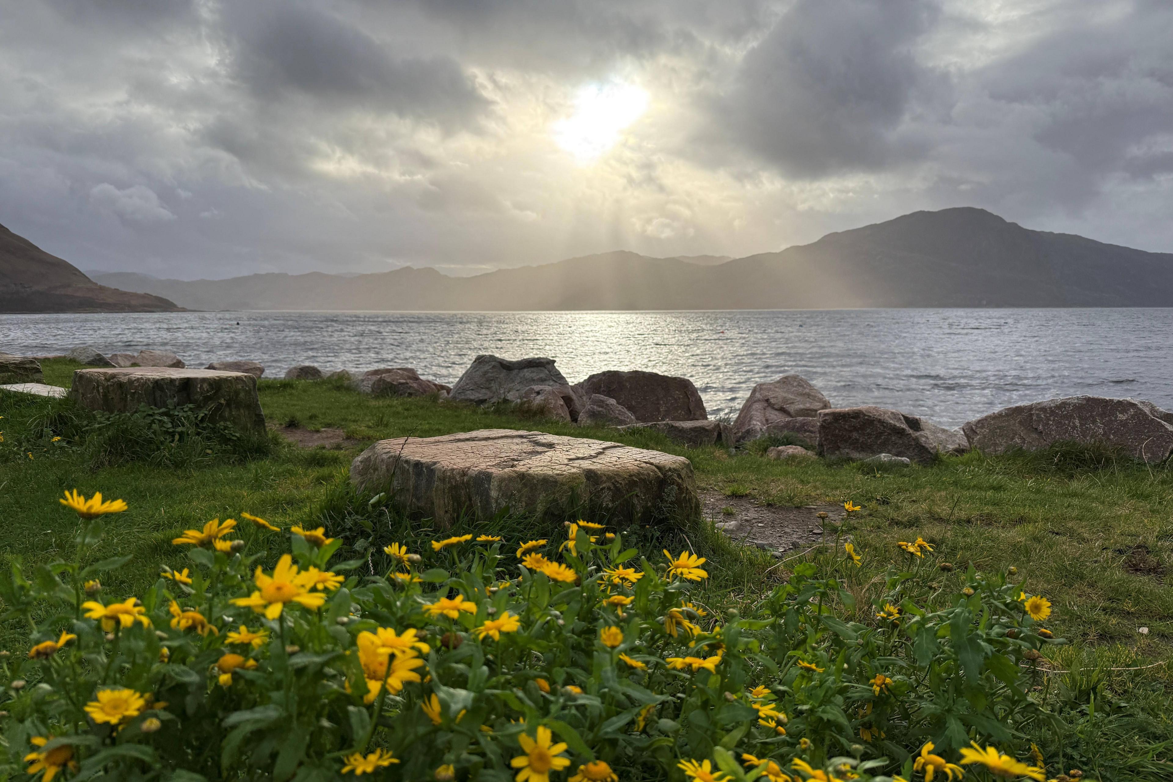A view of a loch and mountains in Knoydart, with tree stumps and yellow flowers in the foreground.