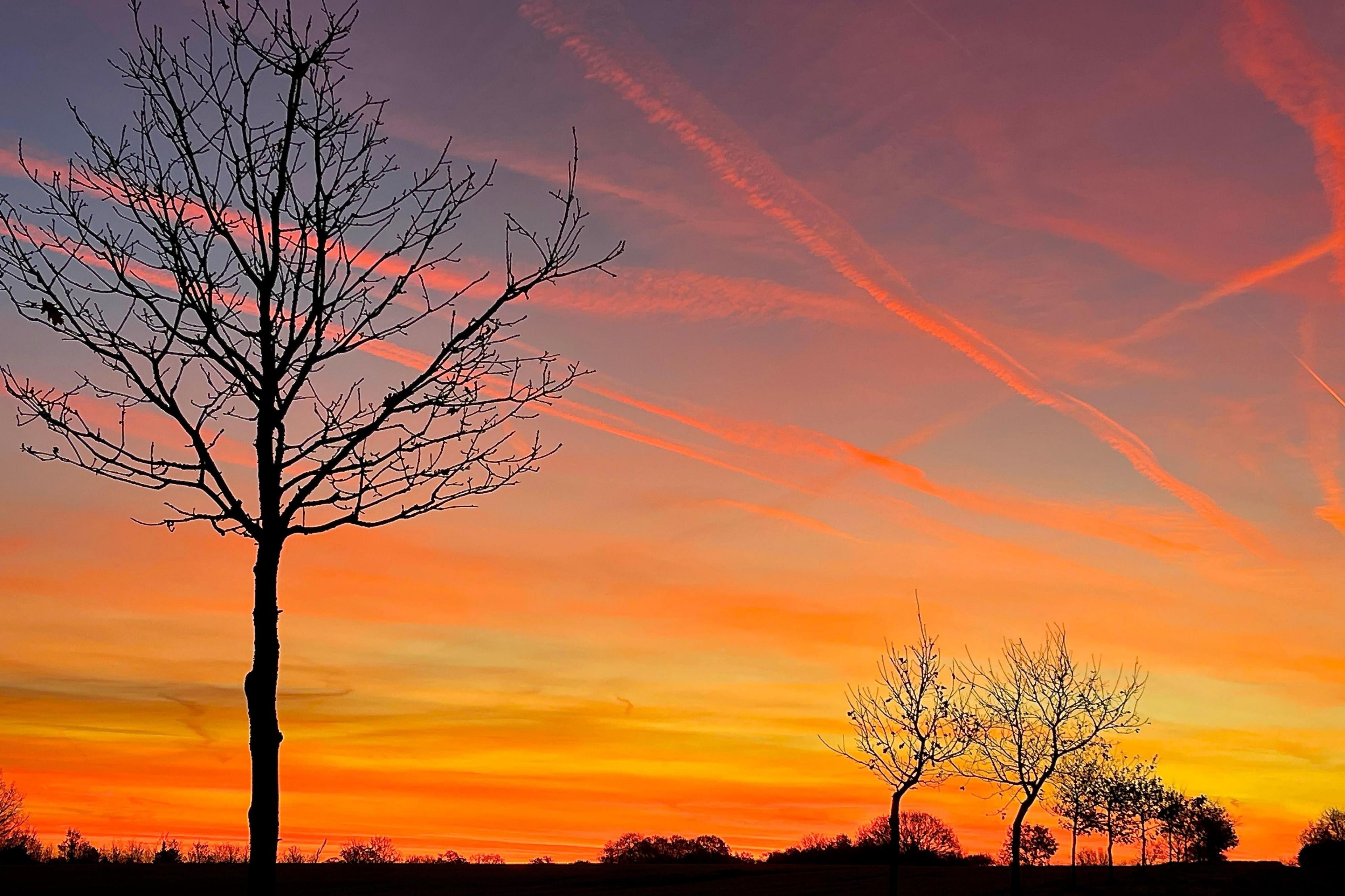 A silhouette of a tree stands on the left of the image while the sky behind it is a bright orange, yellow and purple with contrails of aircraft through the image.