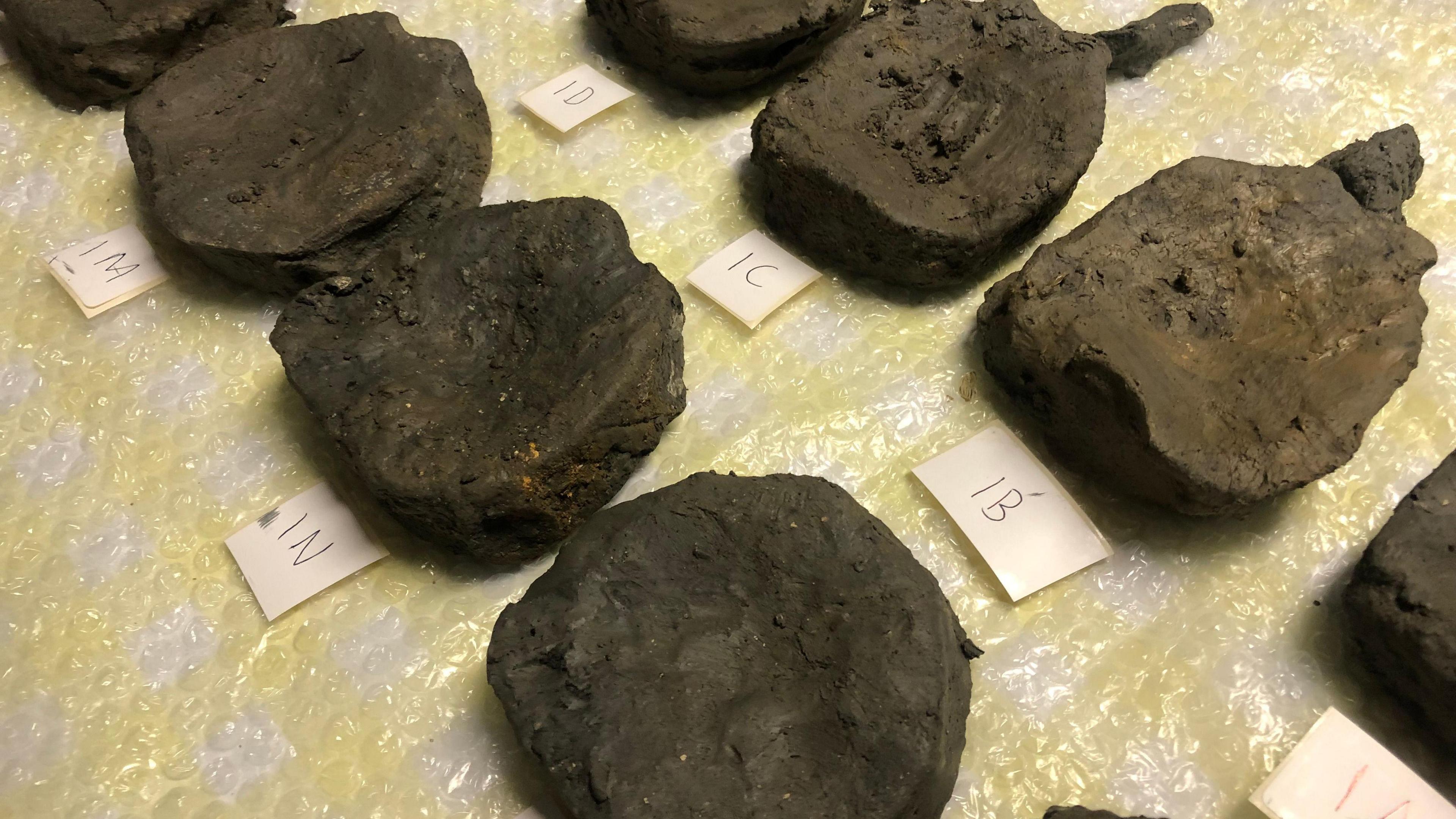 Fossils discovered near Peterborough 