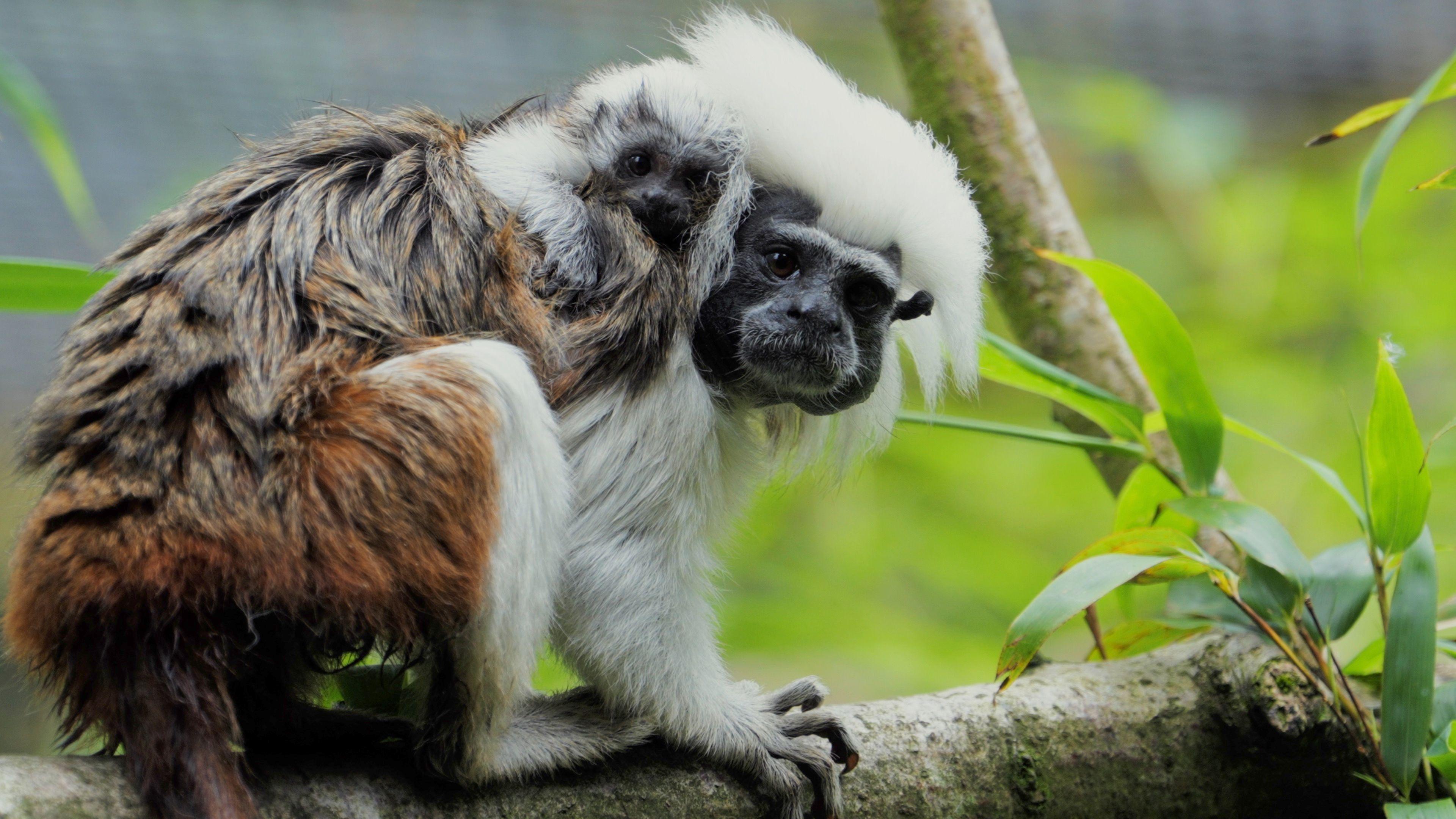 A baby Tamarin monkey holding onto the back of its mother on a tree branch