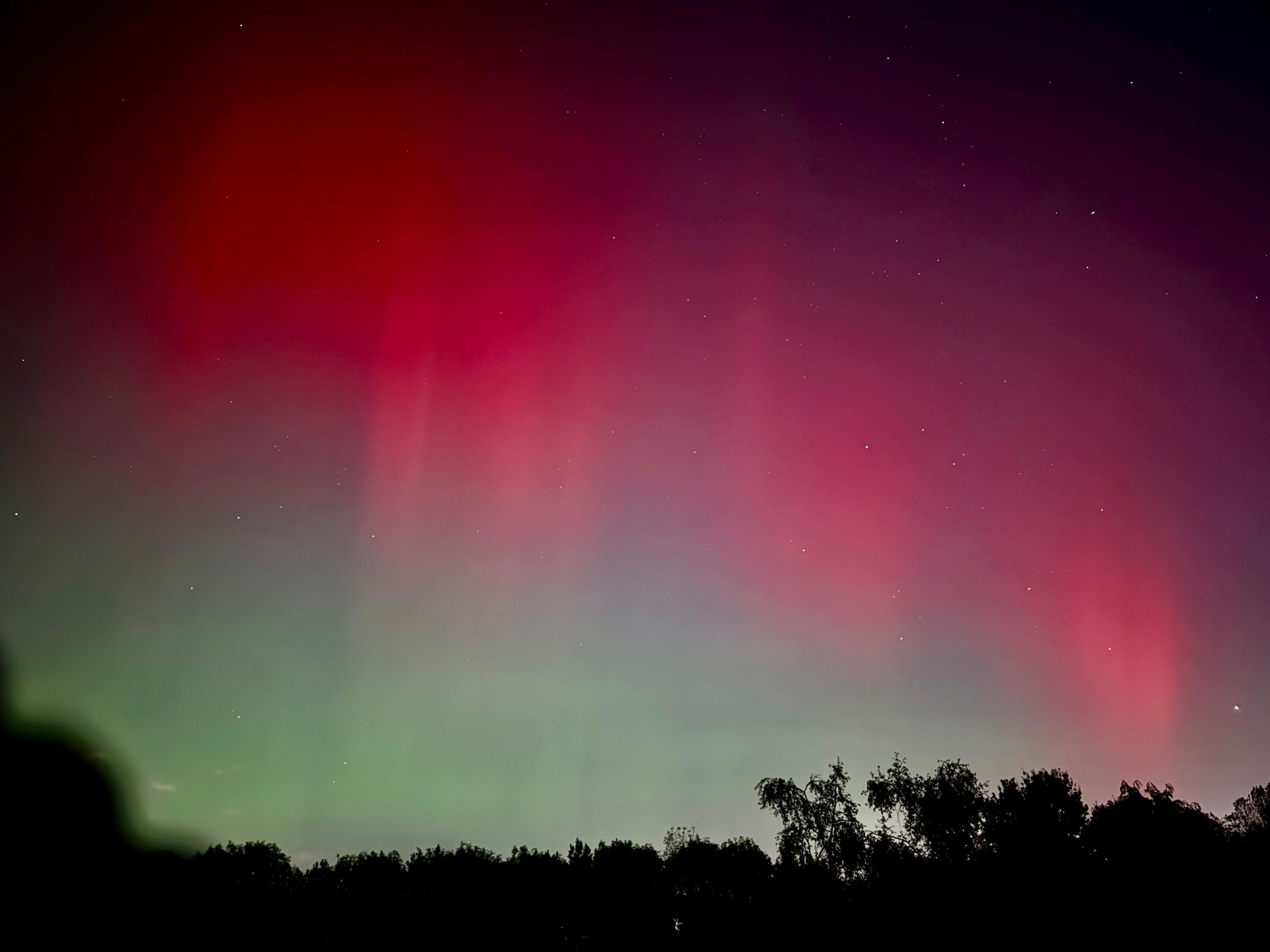 A sheet of red in the sky merges into green below, with several stars surrounding the northern lights and the tops of trees cast in silhouette