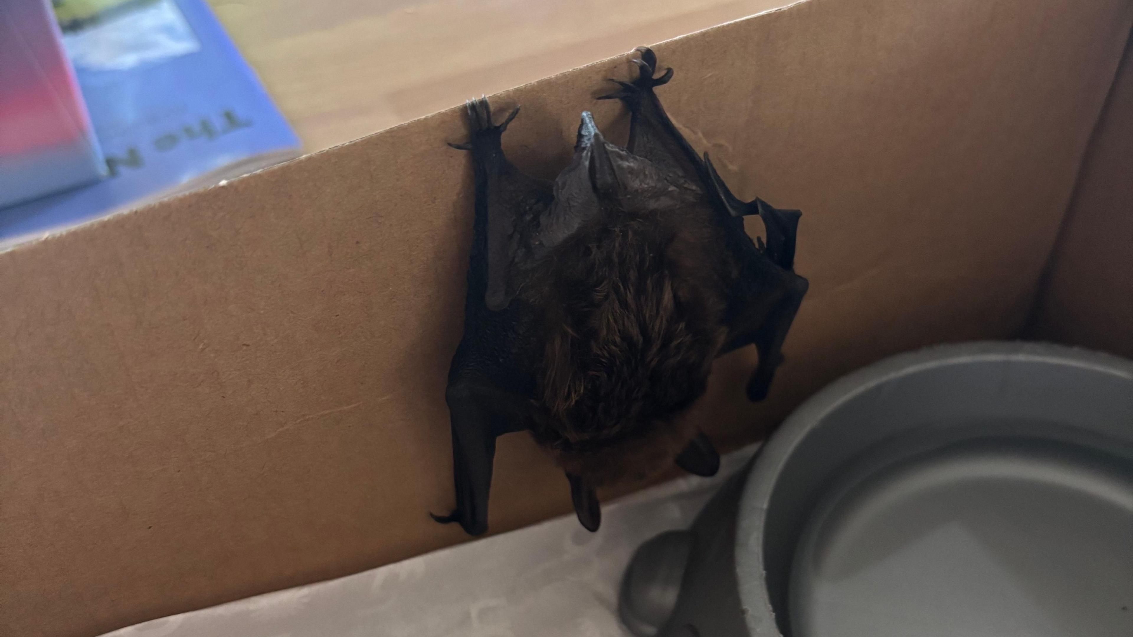A small bat clings to the side of a cardboard shoebox, with a small bowl of water visible on its right-hand side.