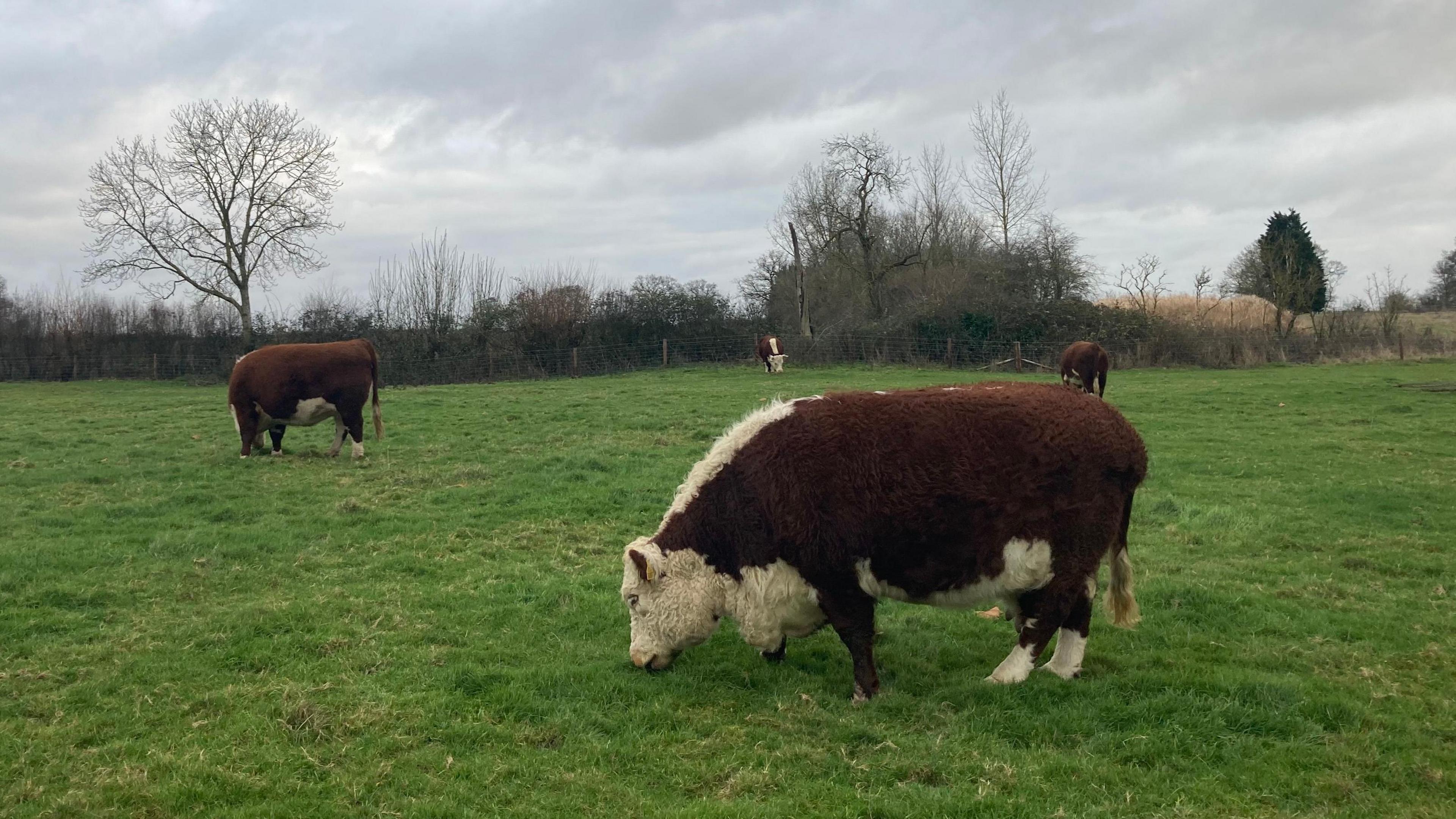 Several brown and white cows in a field grazing