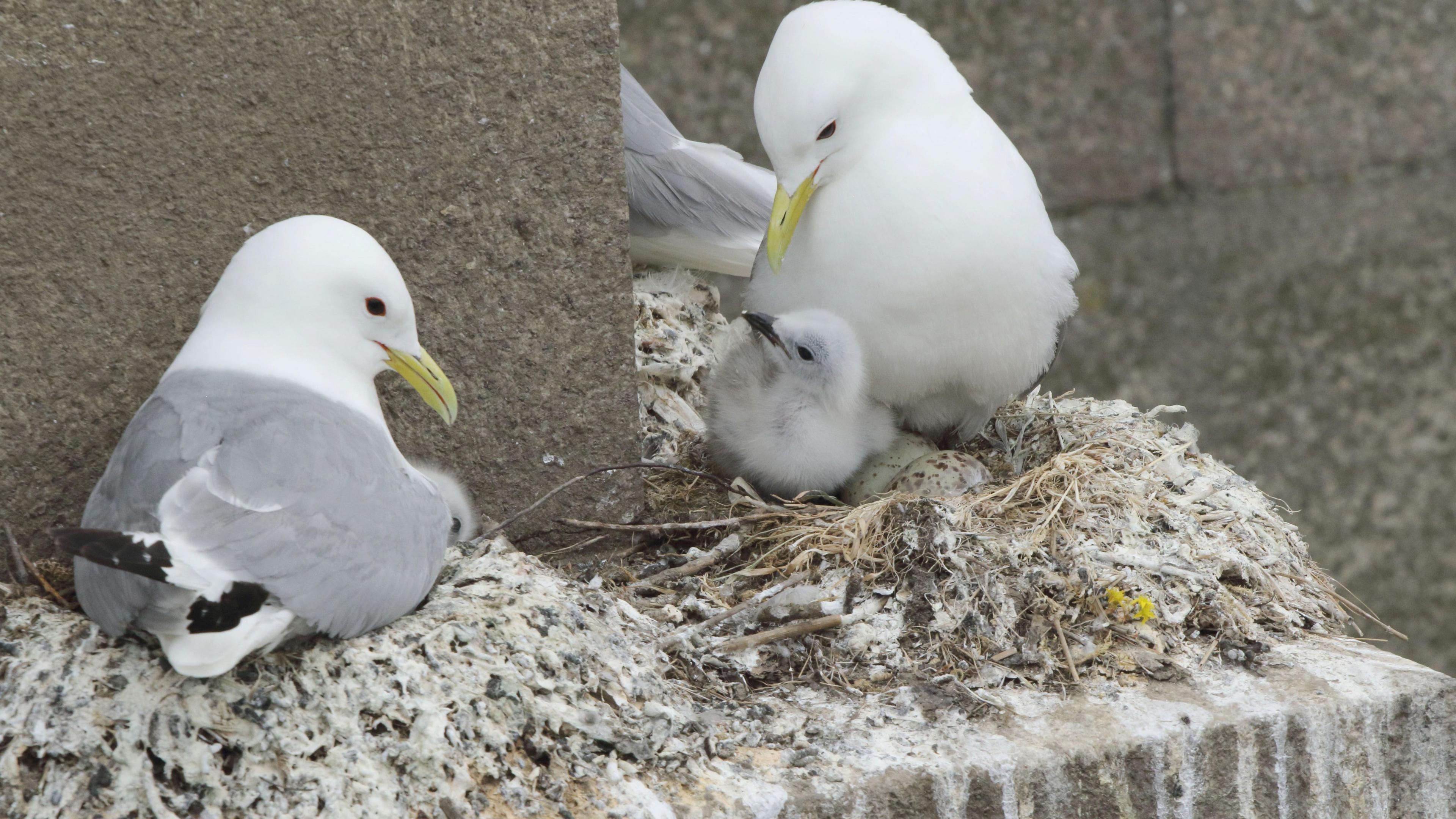 Kittiwakes nesting on the bridge