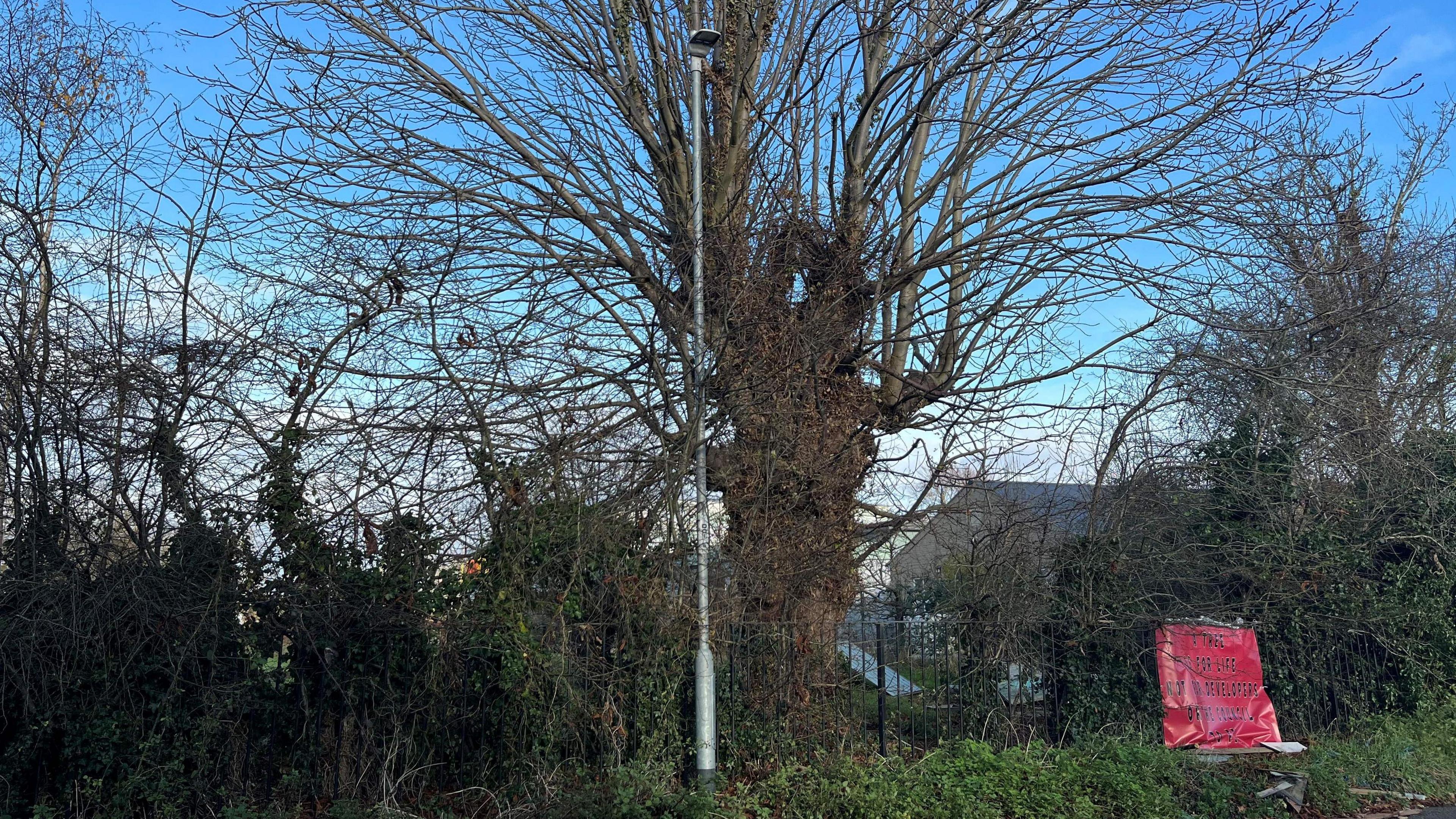 A horse chestnut tree about 9m (30 ft) high the tree is just behind a 1.5m (5ft) high black metal fence, there is a red banner, the wording to small to read highlighting the fact Mrs Harwin is trying to save it, buildings behind the tree are part of the Neale-Wade Academy, a large secondary school in March.