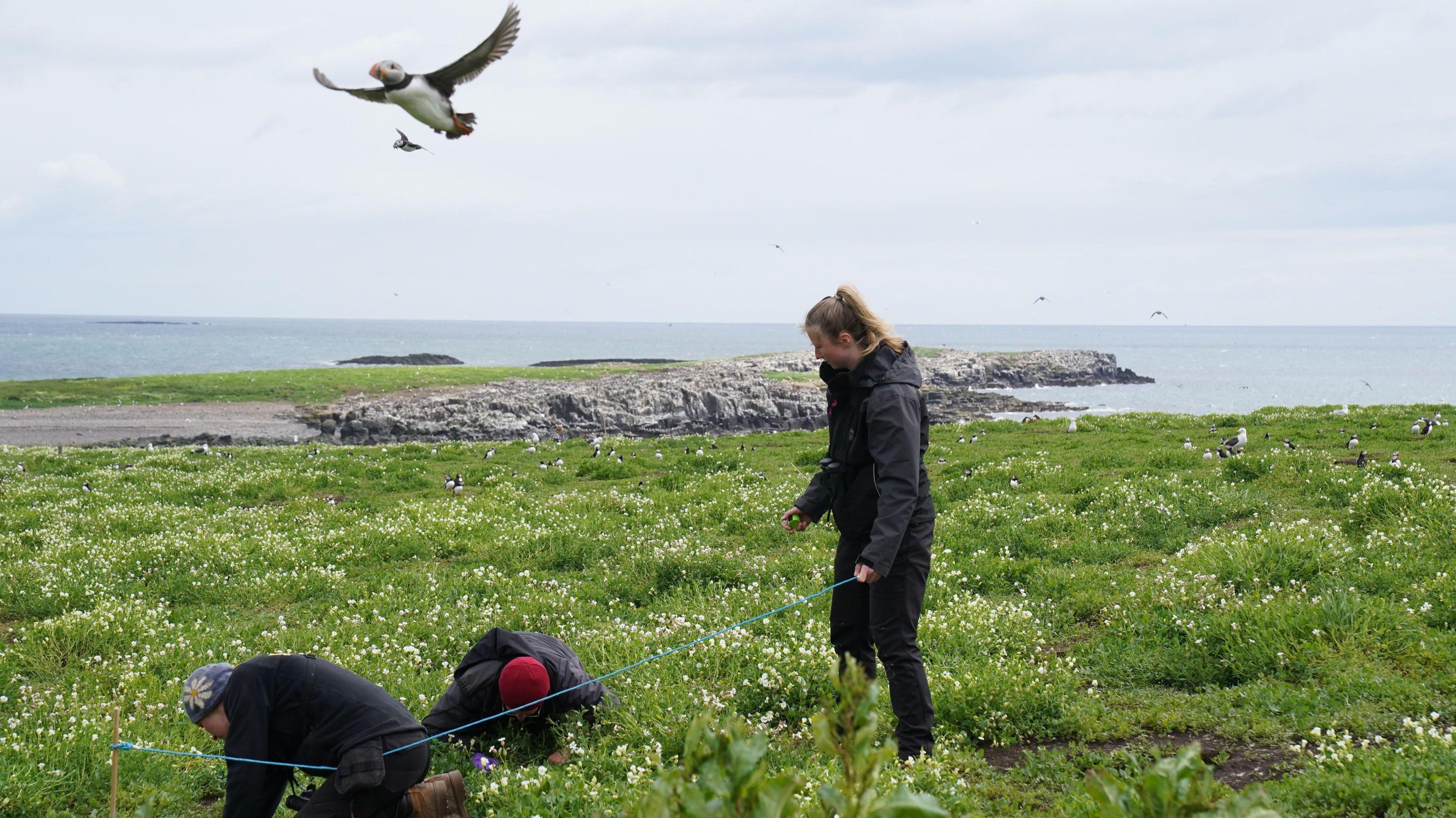 Rangers on the inner Farne Islands, Northumberland, England check burrows during the first full puffin count in five years