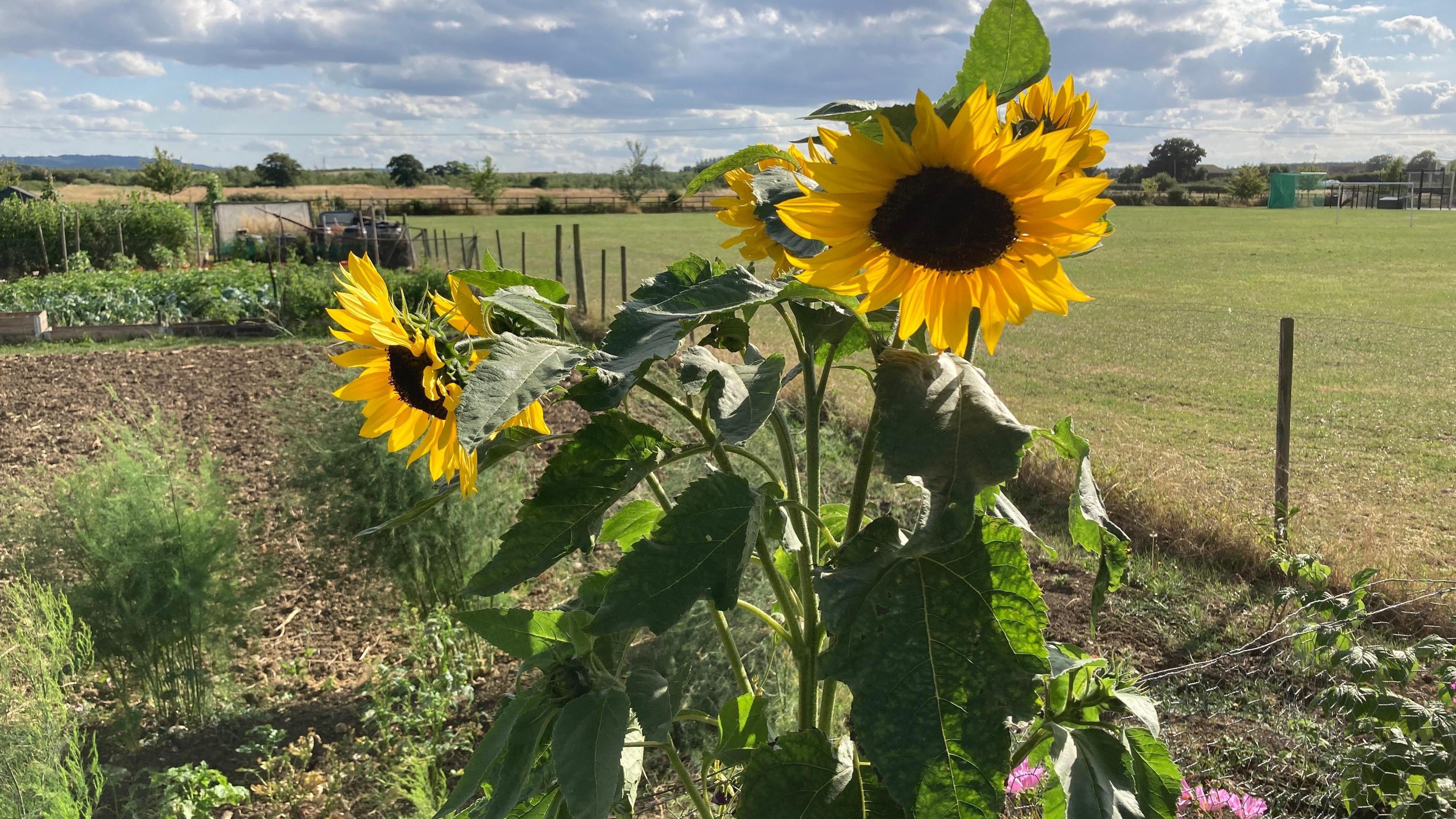 Sunflowers waving in the breeze in a field in Pebworth 