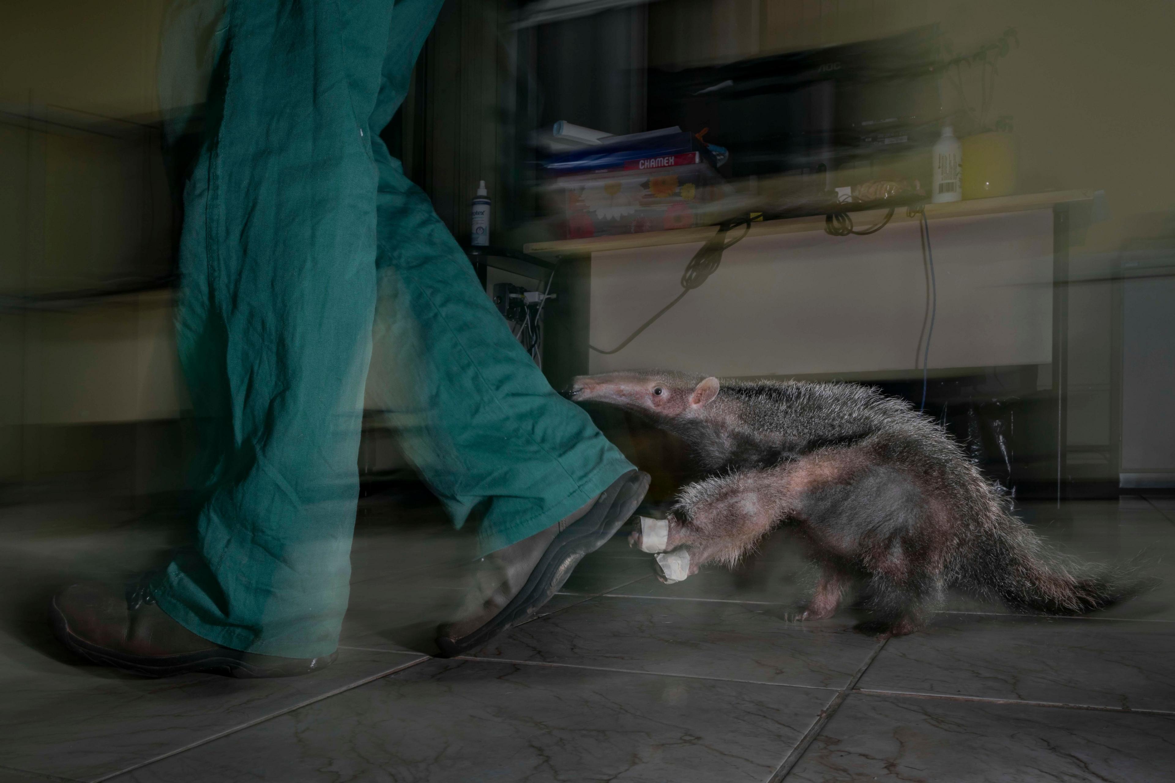 A small anteater walks indoors beside a person in green pants and dark shoes, appearing to follow closely at their leg. The motion blur gives a sense of movement across the tiled floor.