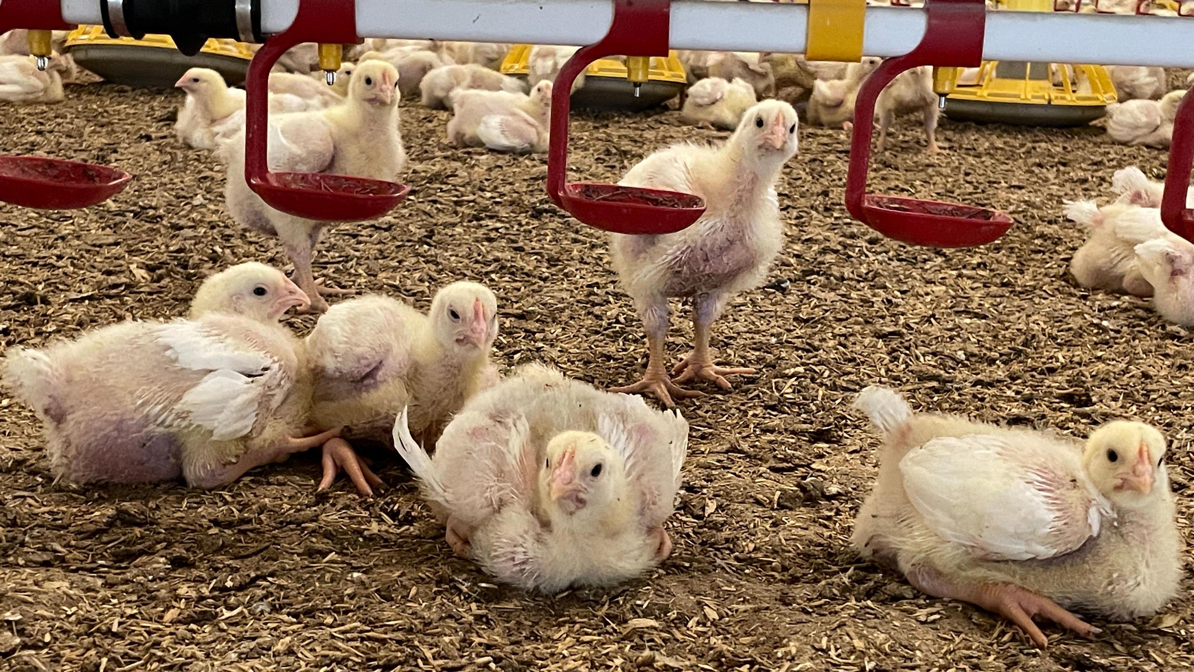 Young chickens being farmed in a shed.