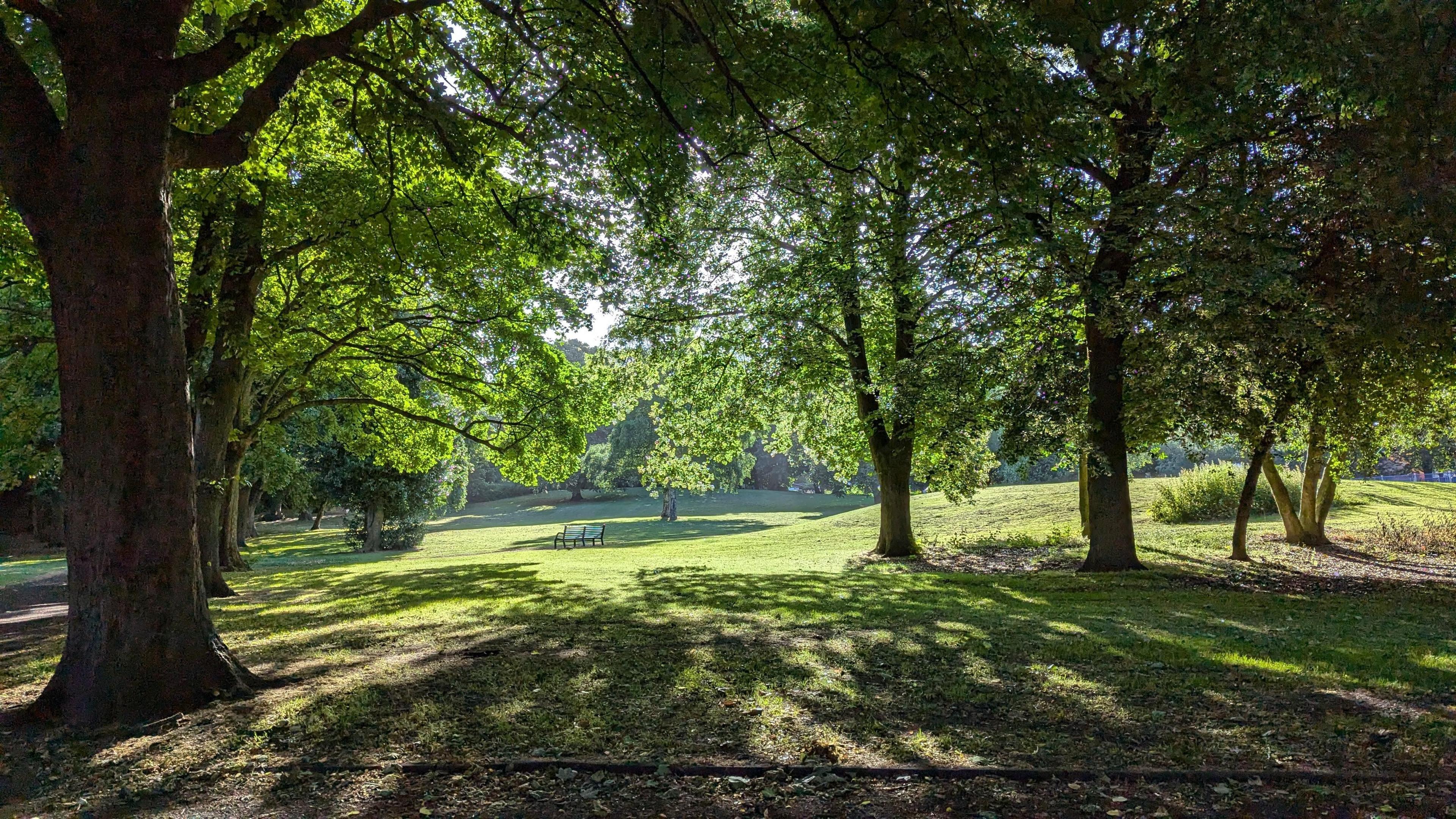 Trees in Dudley