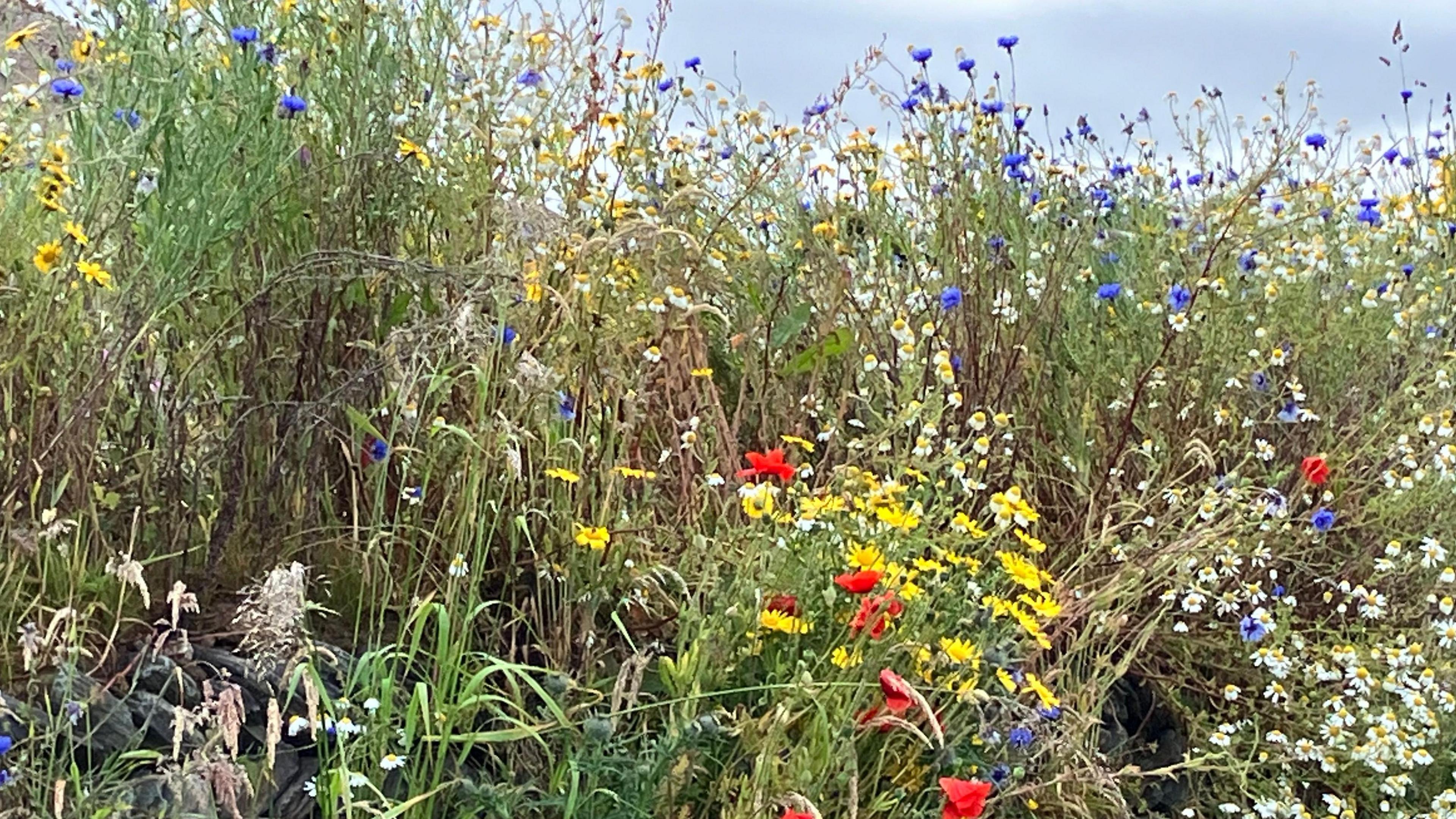 A mixture of wild flowers including red poppies, daisies and blue cornflowers