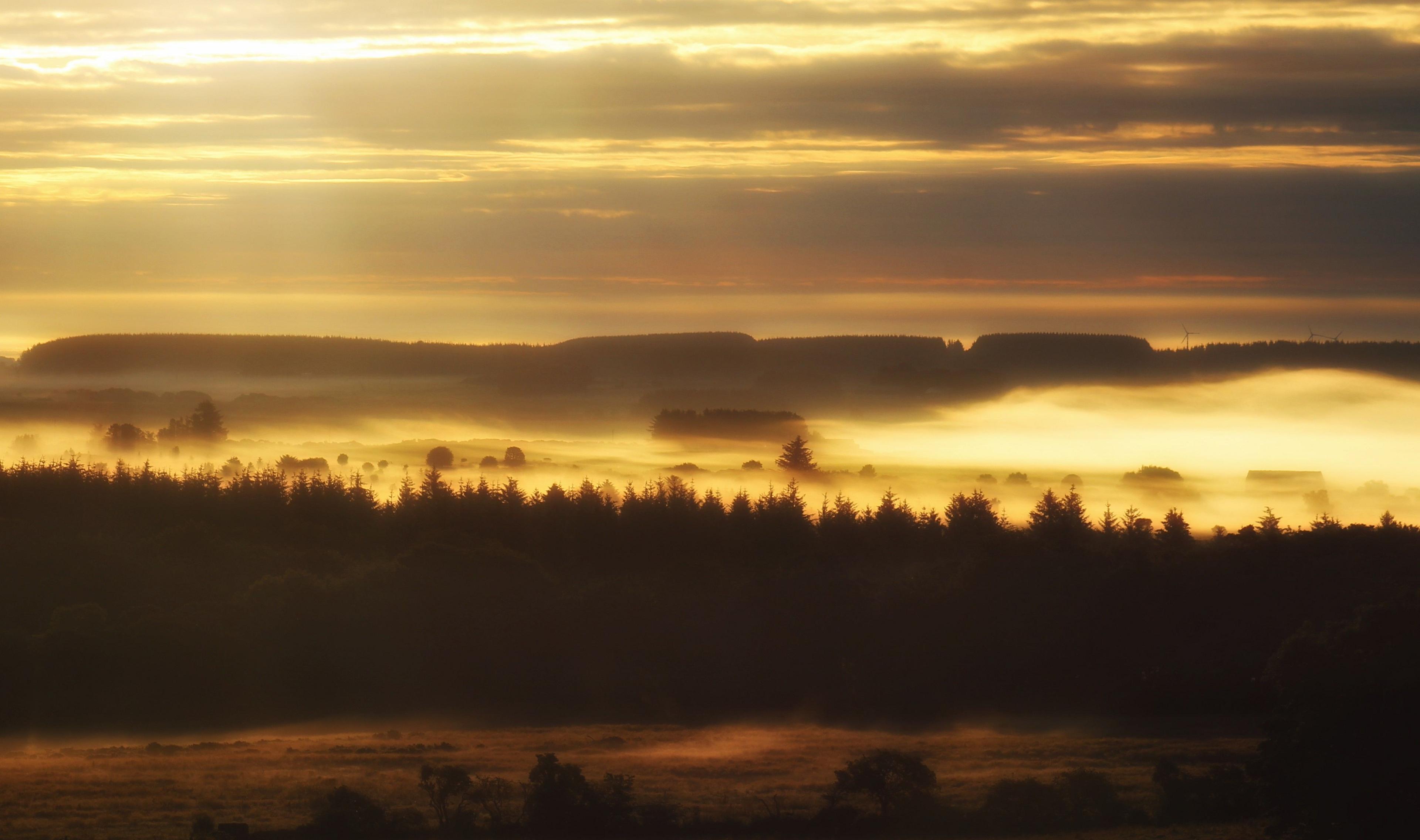 Landscape of a forest at sunrise with fog on top of the trees