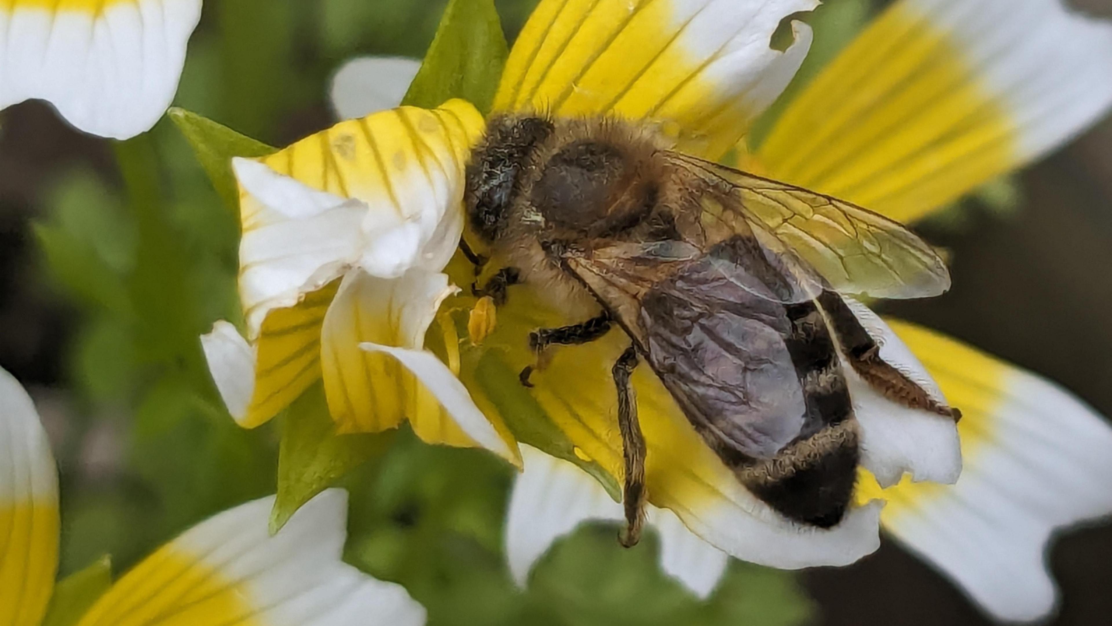 A bee caught on camera in Woodley, near Wokingham, by Weather Watcher Cameracarrot