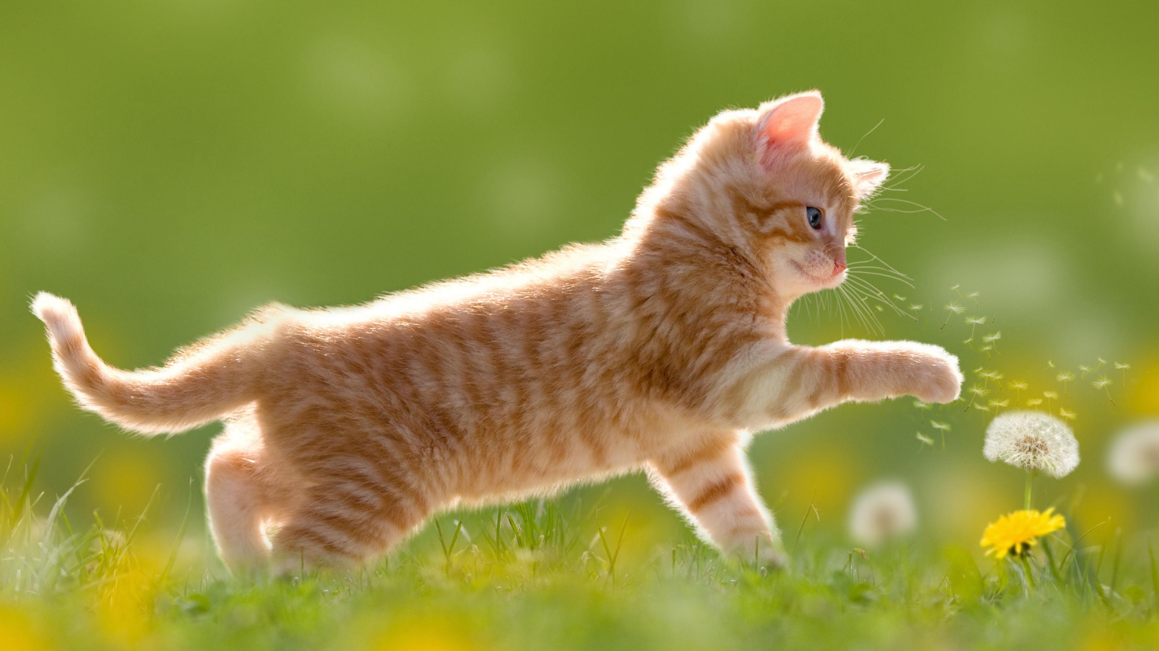 Kitten plays in a field with a dandelion
