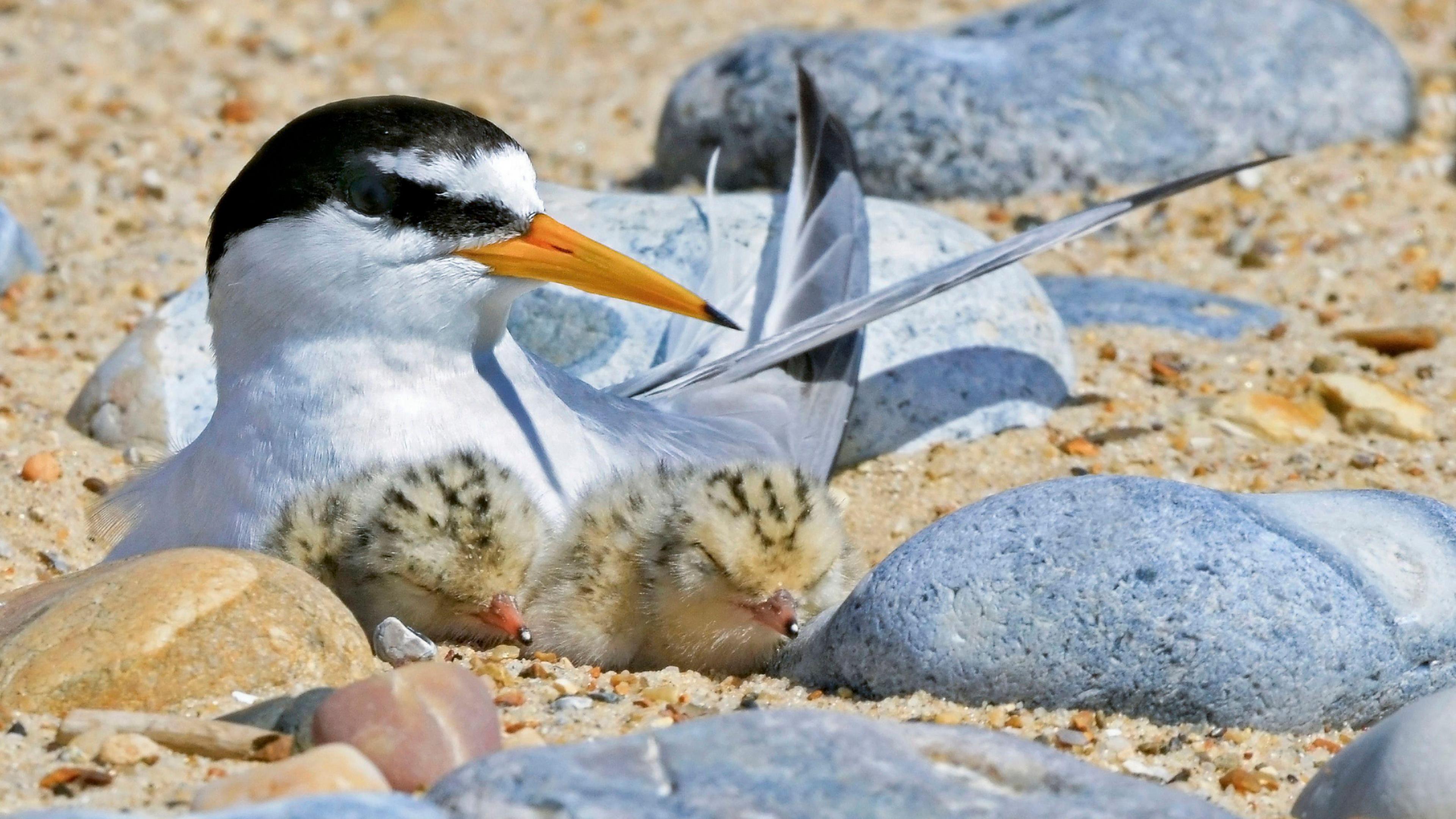 A tern nesting among rocks on a beach. It is white with a black head and orange beak. Two fluffy chicks are sitting with it.