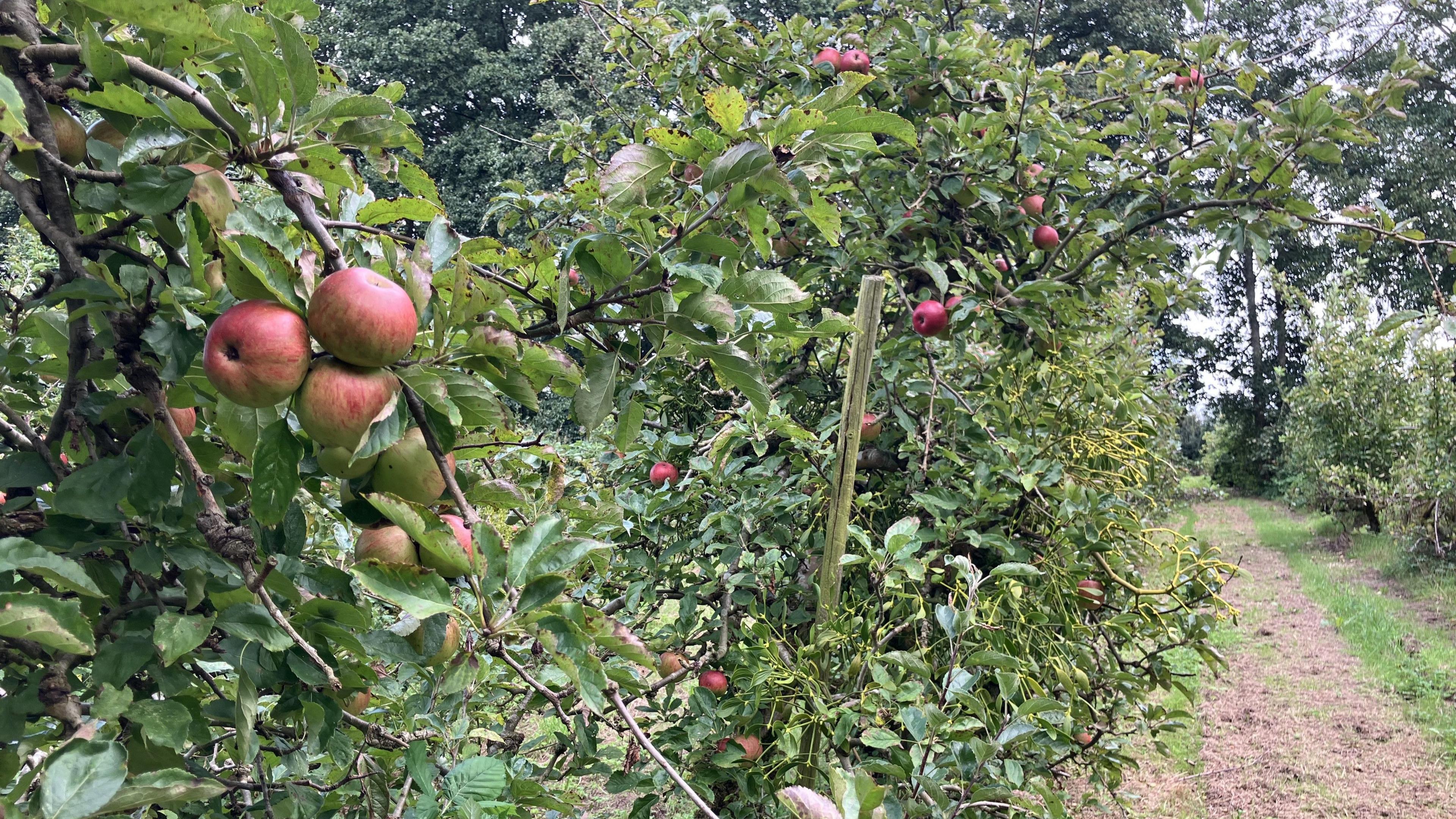 A bunch of apples hanging off an apple tree in an orchard, running alongside a path, part of a row of trees