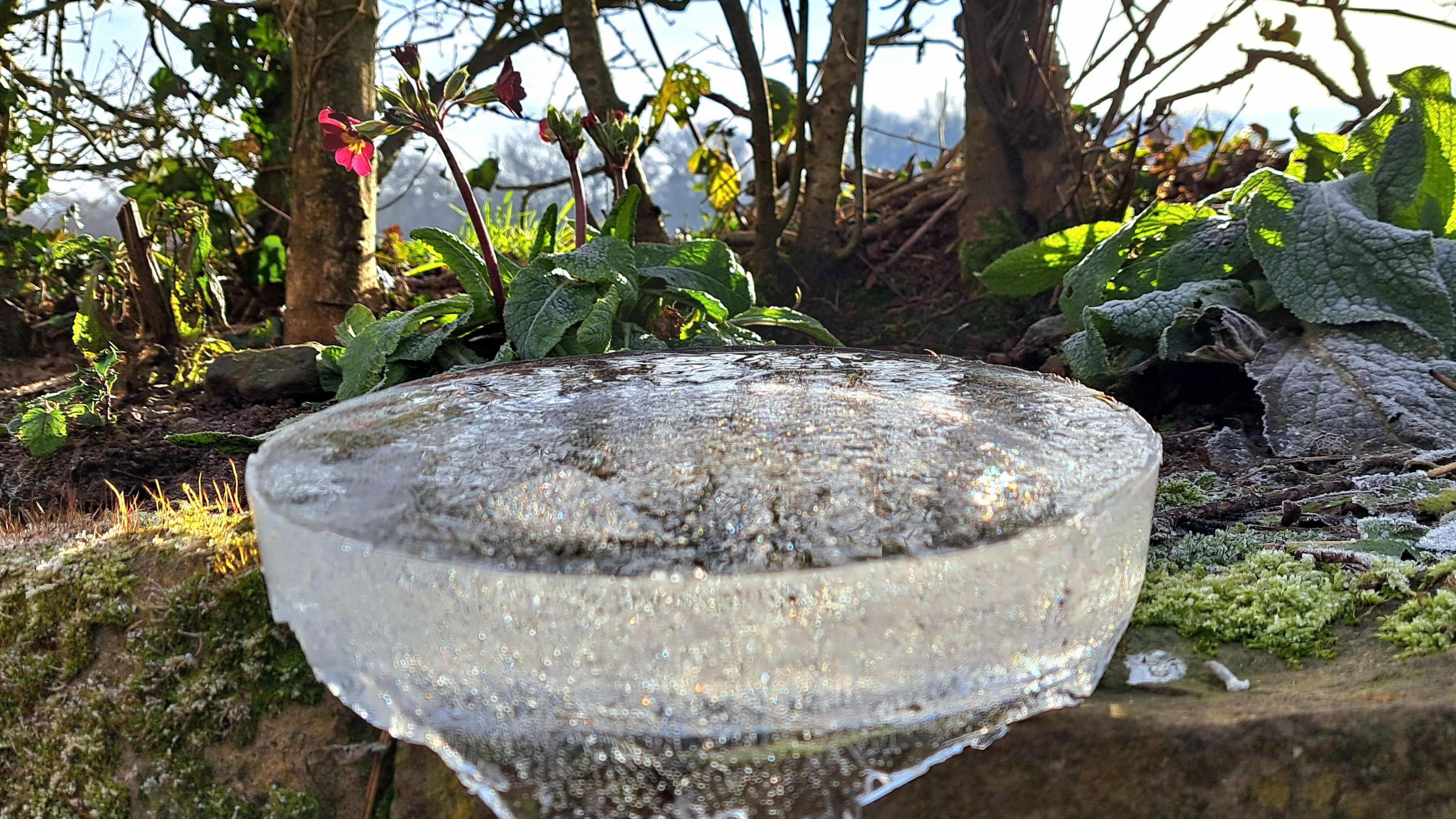 A bowl-shaped water feature with frozen water. Frost covered plants and flowers are behind it.