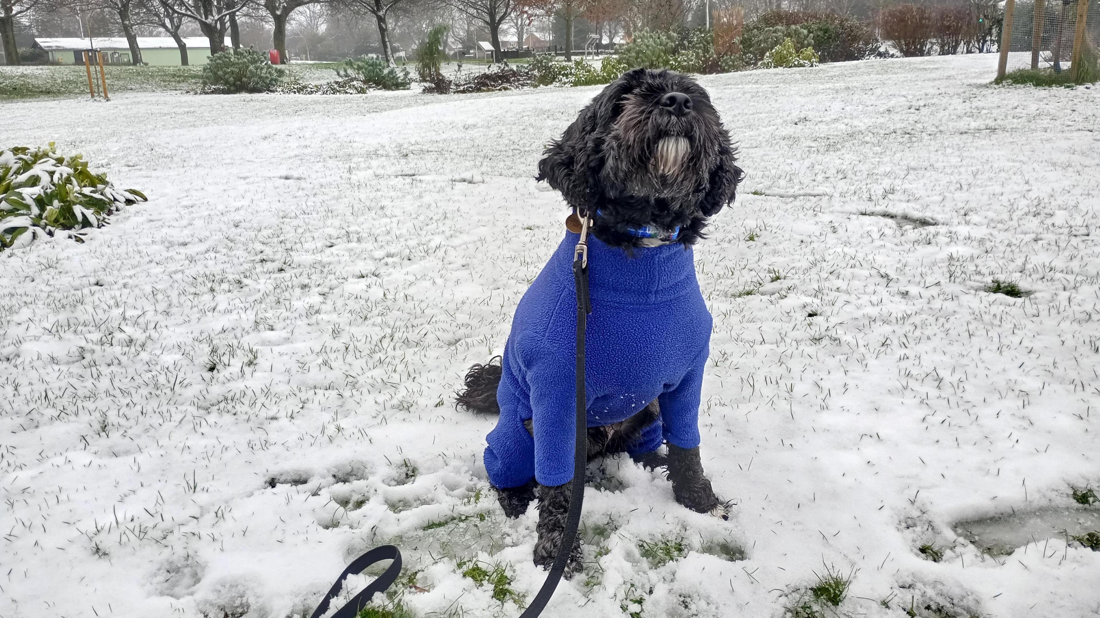 A dog wearing a blue jacket sits in a snow-covered garden.