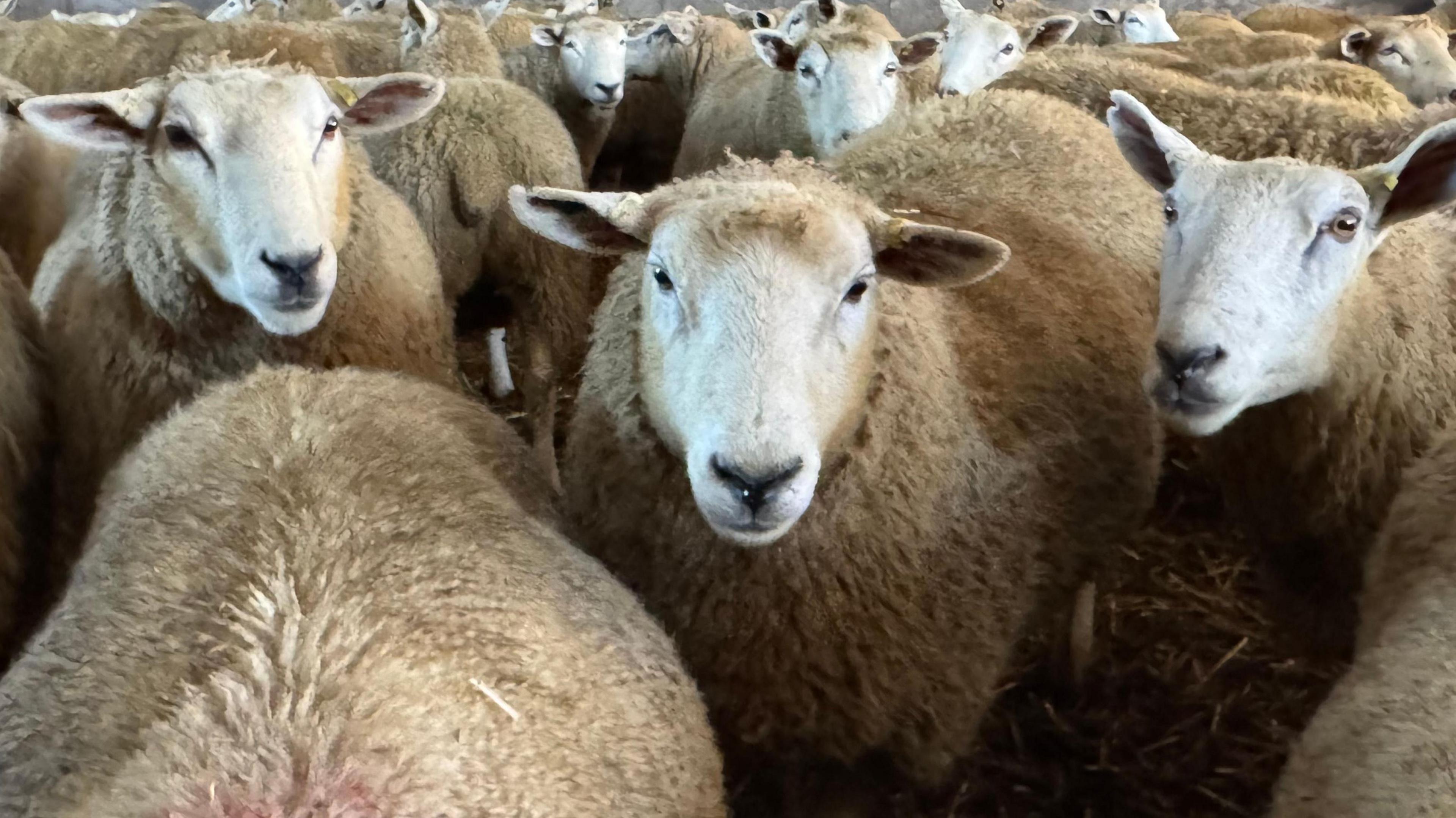 A flock of sheep looking at the camera.